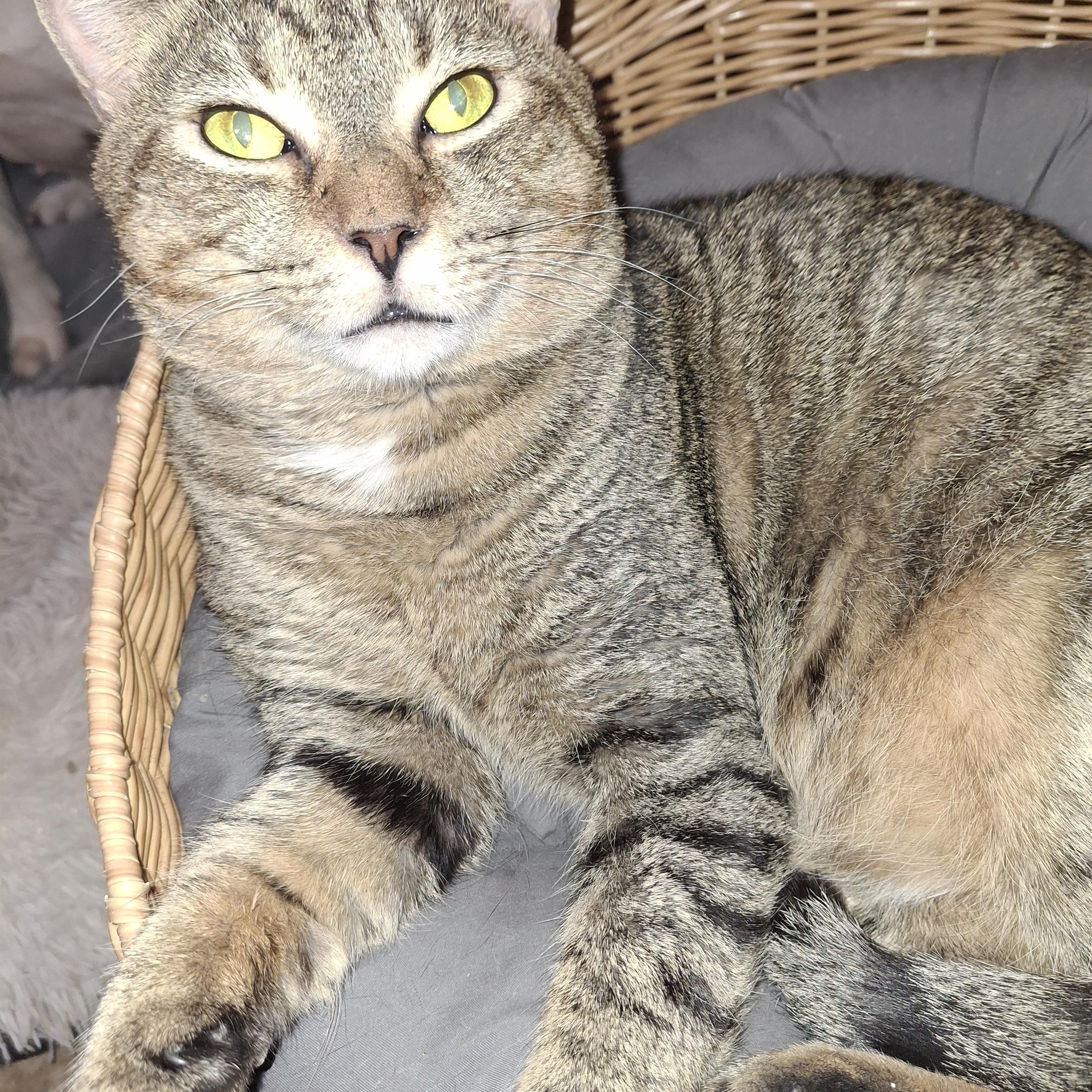 Percy, a Adoptable Tabby in Lawrenceville, GA image 1/3