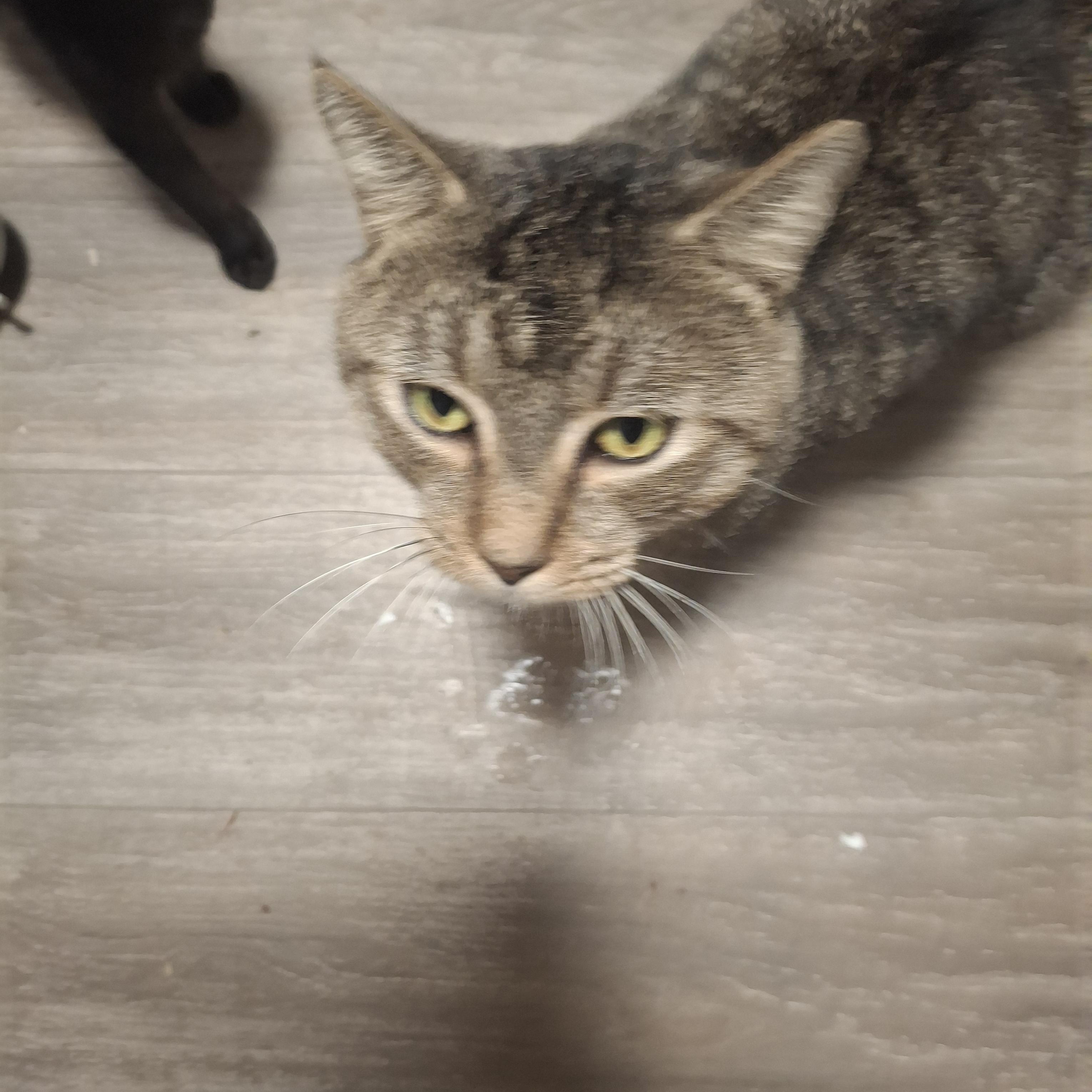 Percy, a Adoptable Tabby in Lawrenceville, GA image 3/3