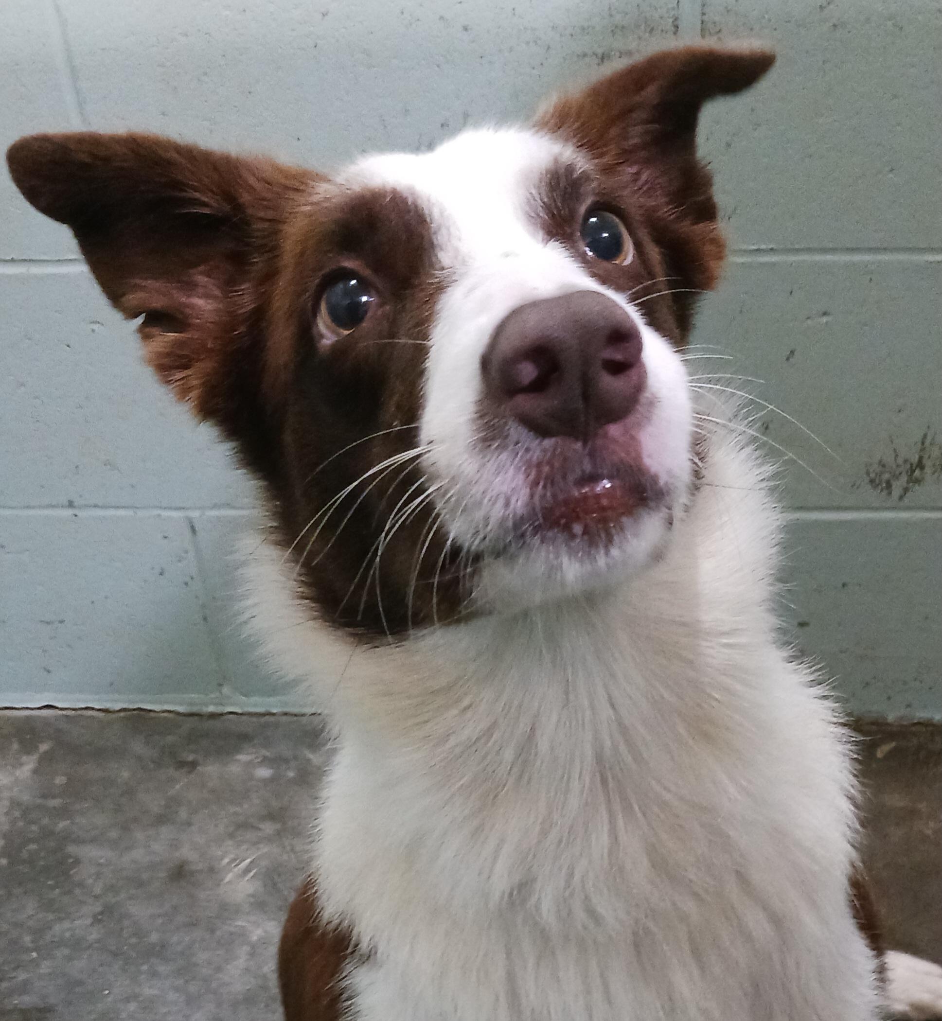 Link, an adopted Border Collie in Saint Marys, WV image 1/5