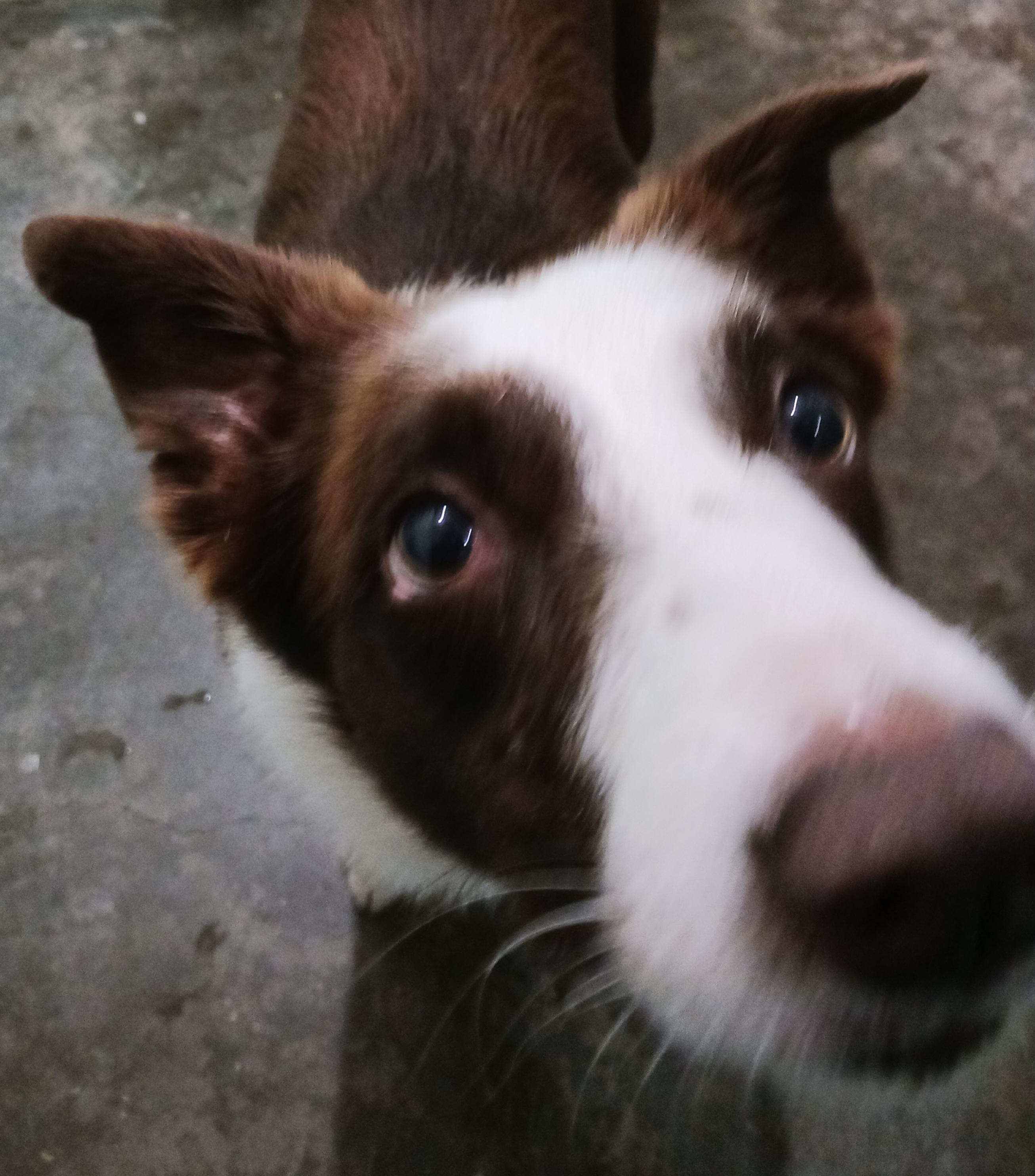 Link, an adopted Border Collie in Saint Marys, WV image 4/5