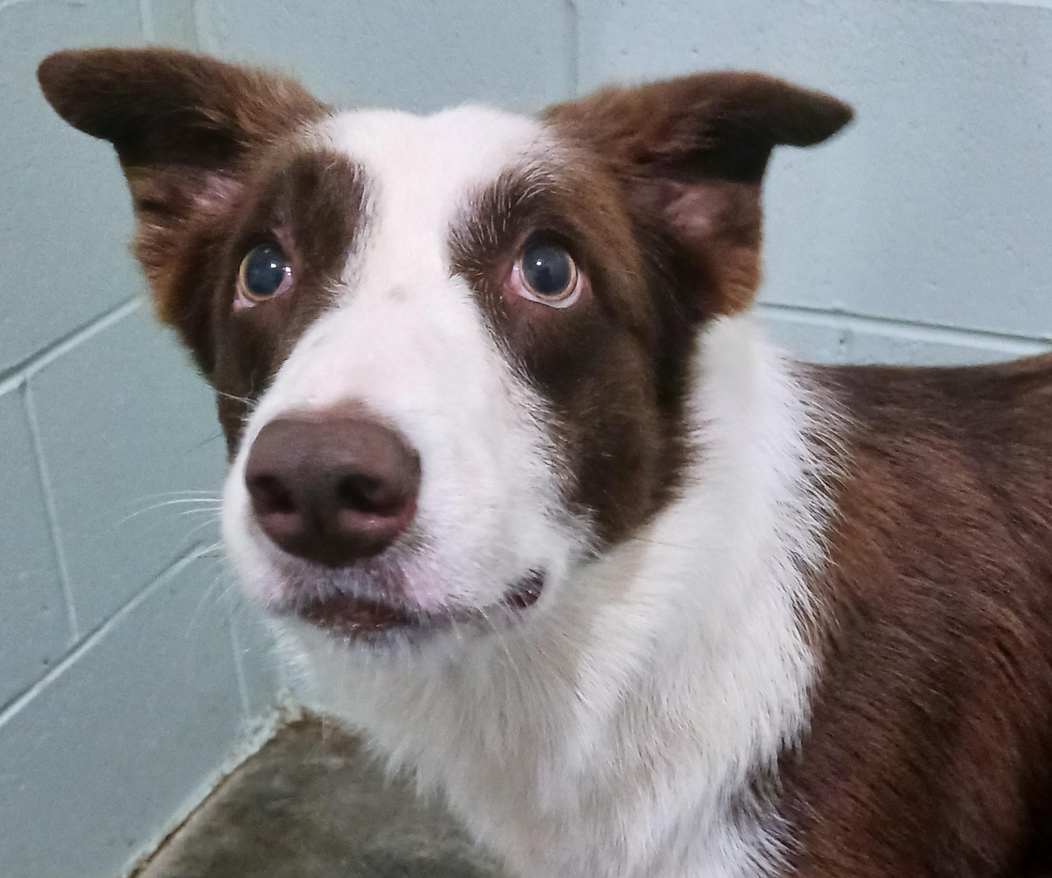 Link, an adopted Border Collie in Saint Marys, WV image 2/5