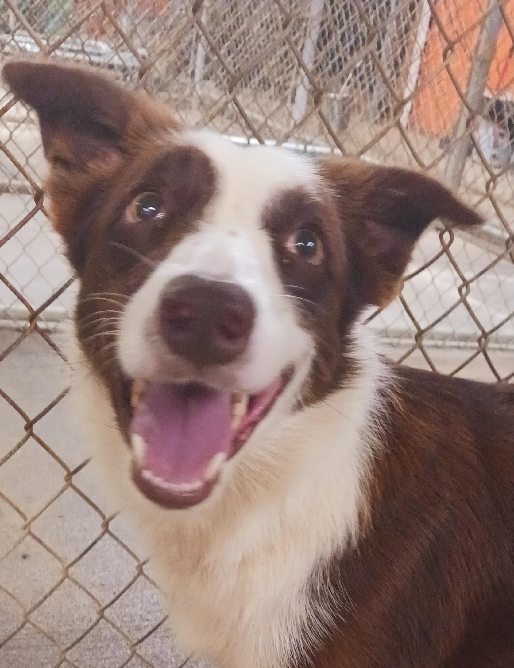 Link, an adopted Border Collie in Saint Marys, WV image 3/5