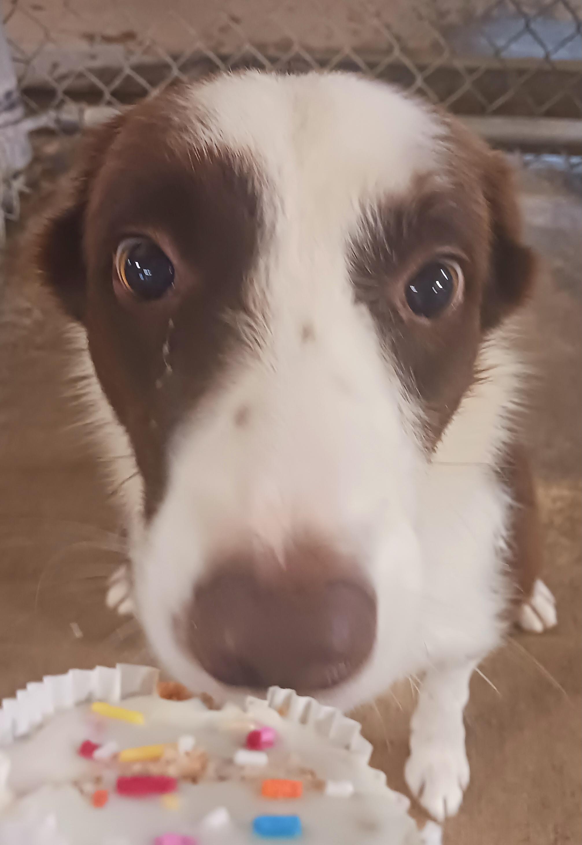 Link, an adopted Border Collie in Saint Marys, WV image 5/5