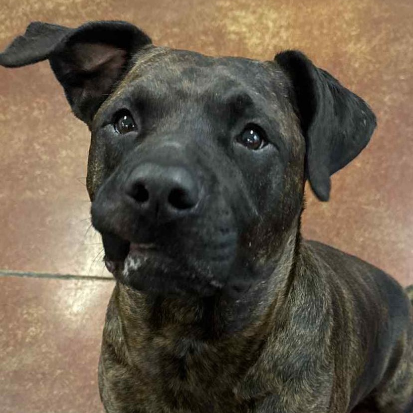 Lucchi, Adult Male Plott Hound