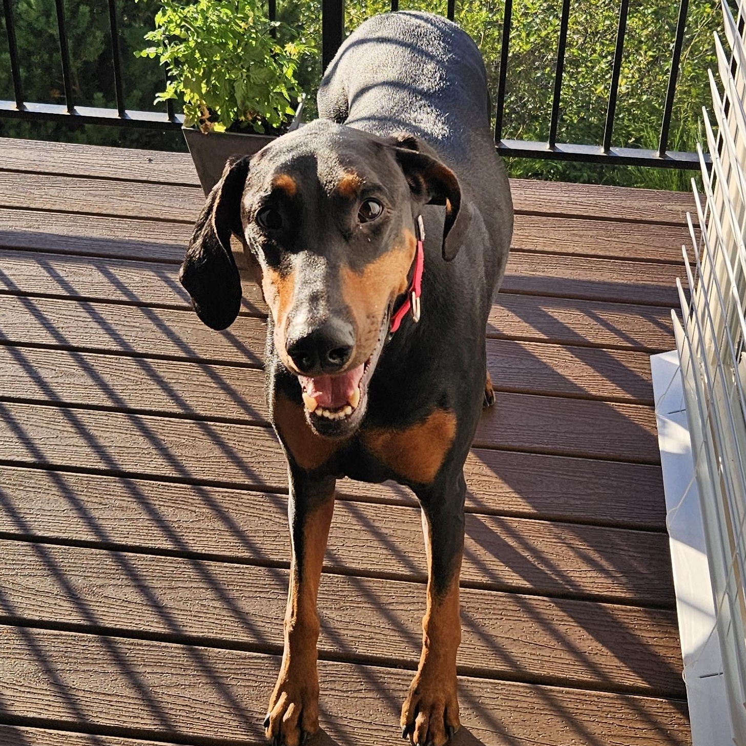 Enlarge Rosie, a ADOPTABLE Doberman Pinscher in Newport, OR image 2/3