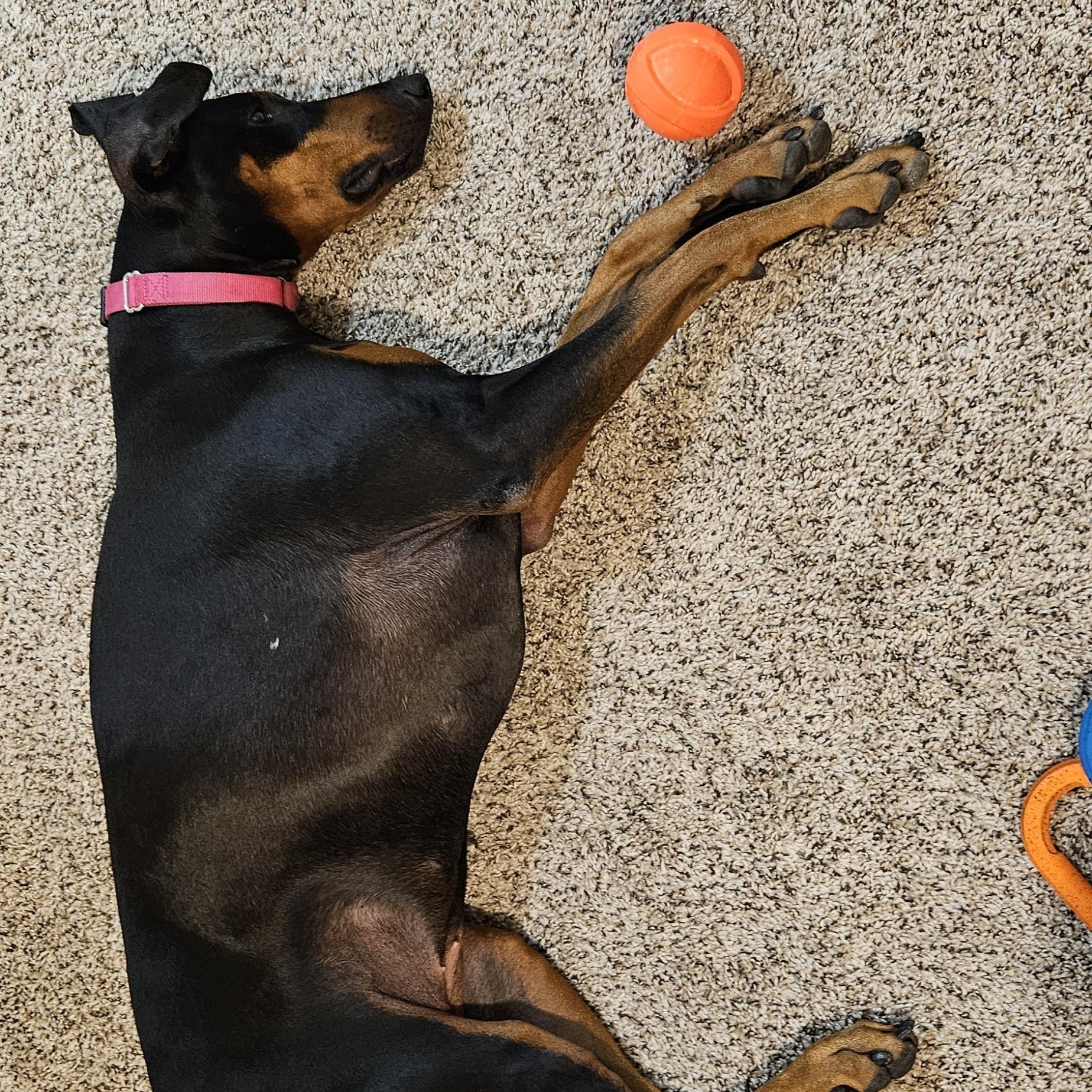 Enlarge Rosie, a ADOPTABLE Doberman Pinscher in Newport, OR image 3/3