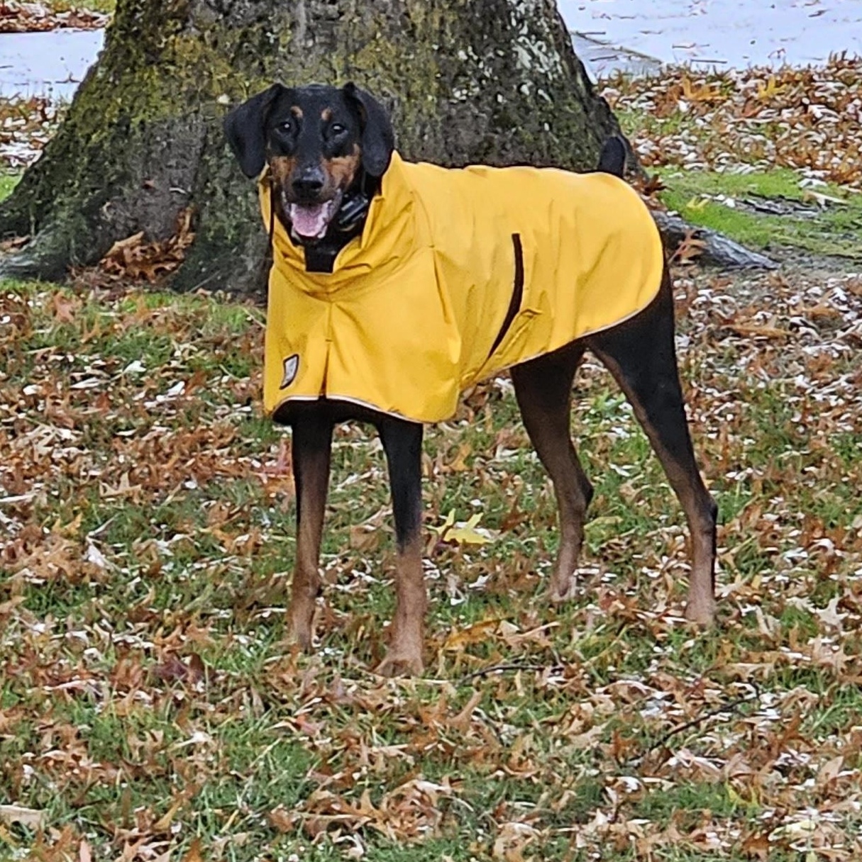 Rosie, ADOPTABLE, Adult Female Doberman Pinscher.