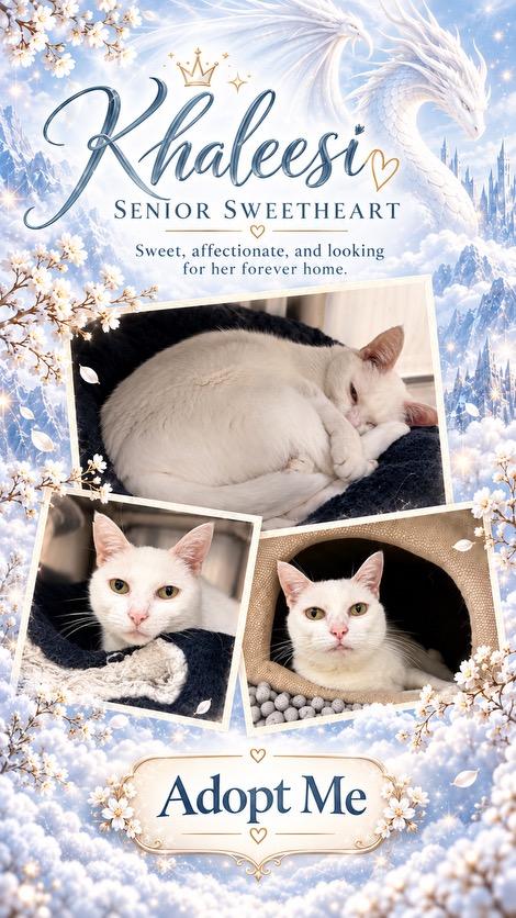 Enlarge Khaleesi, a Adoptable Domestic Short Hair in Greenwich, CT image 4/4