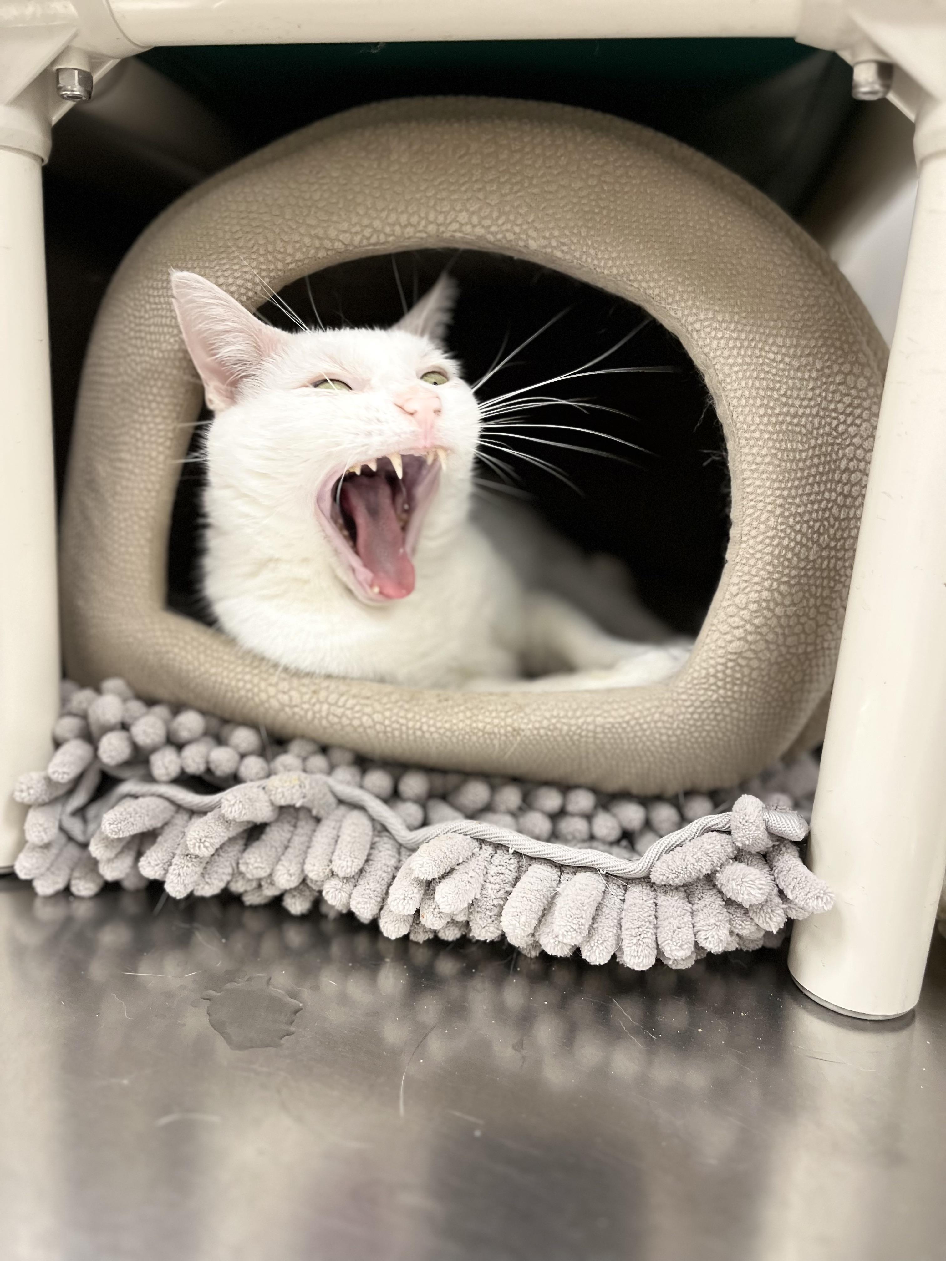 Enlarge Khaleesi, a Adoptable Domestic Short Hair in Greenwich, CT image 2/4