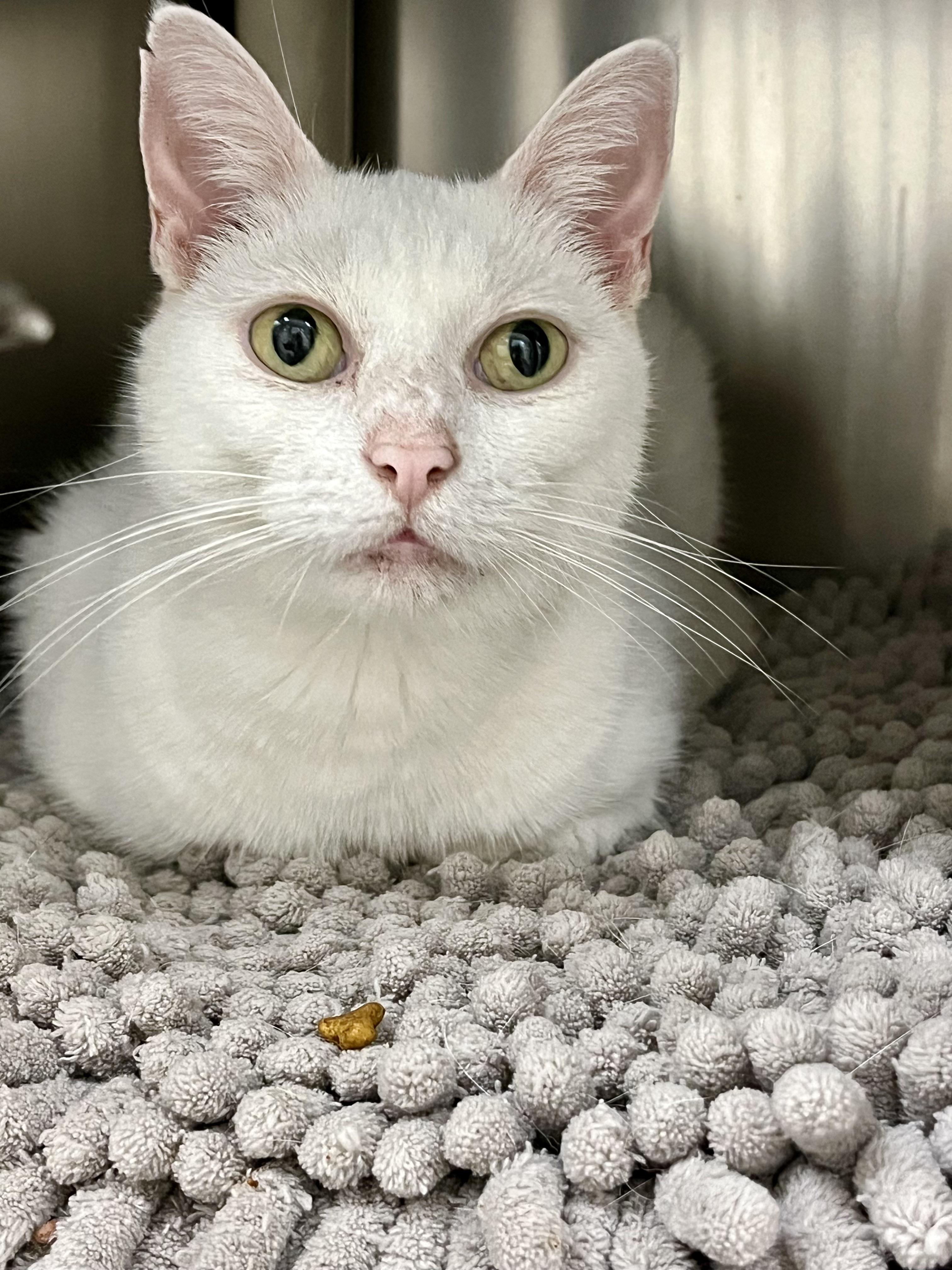 Enlarge Khaleesi, a Adoptable Domestic Short Hair in Greenwich, CT image 3/4