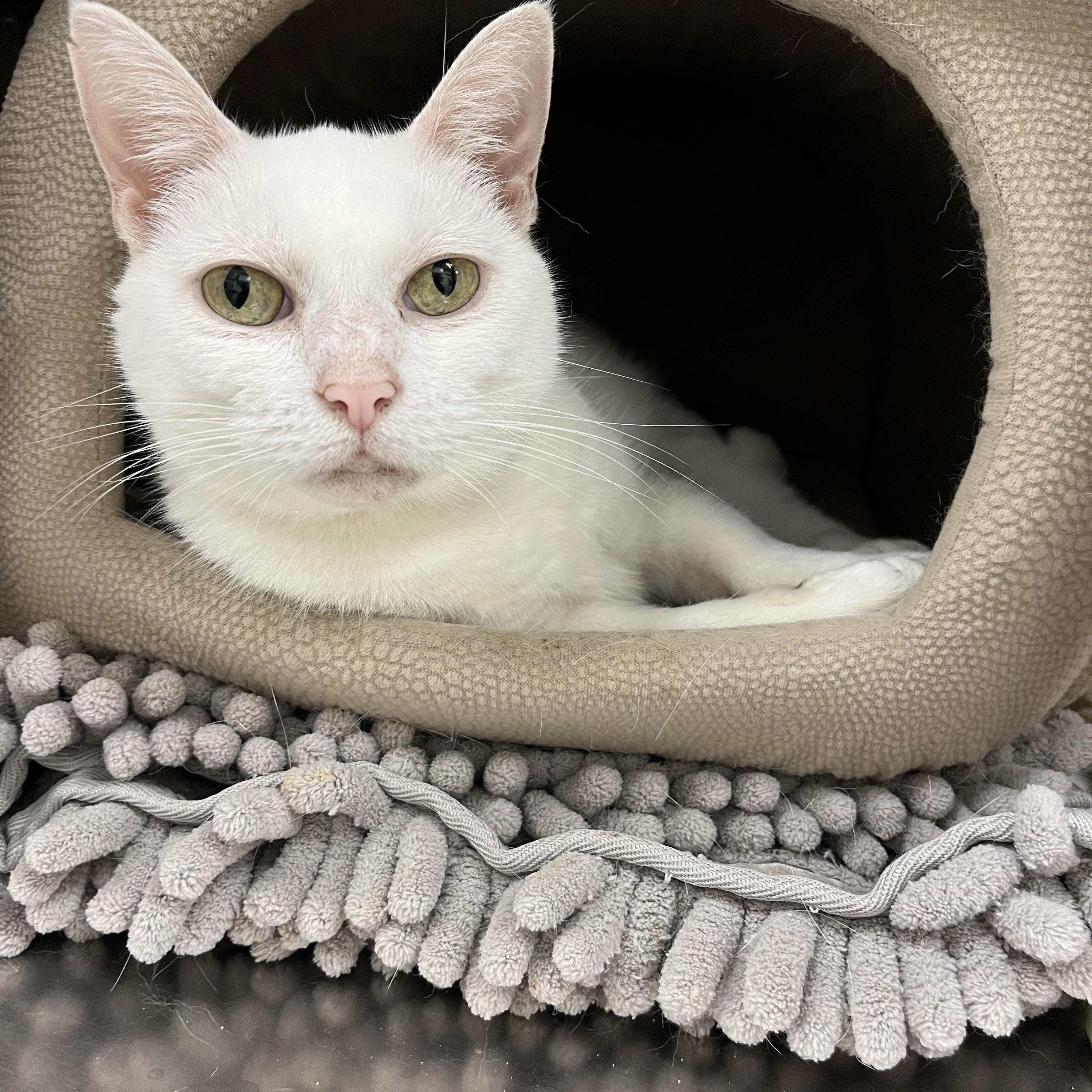 Enlarge Khaleesi, a Adoptable Domestic Short Hair in Greenwich, CT image 1/4