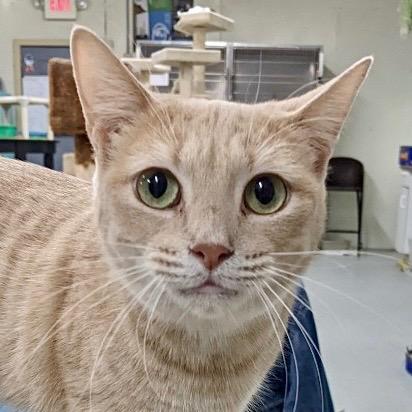 Enlarge NALA, a Adoptable mixed breed in Battle Creek, MI image 1/4