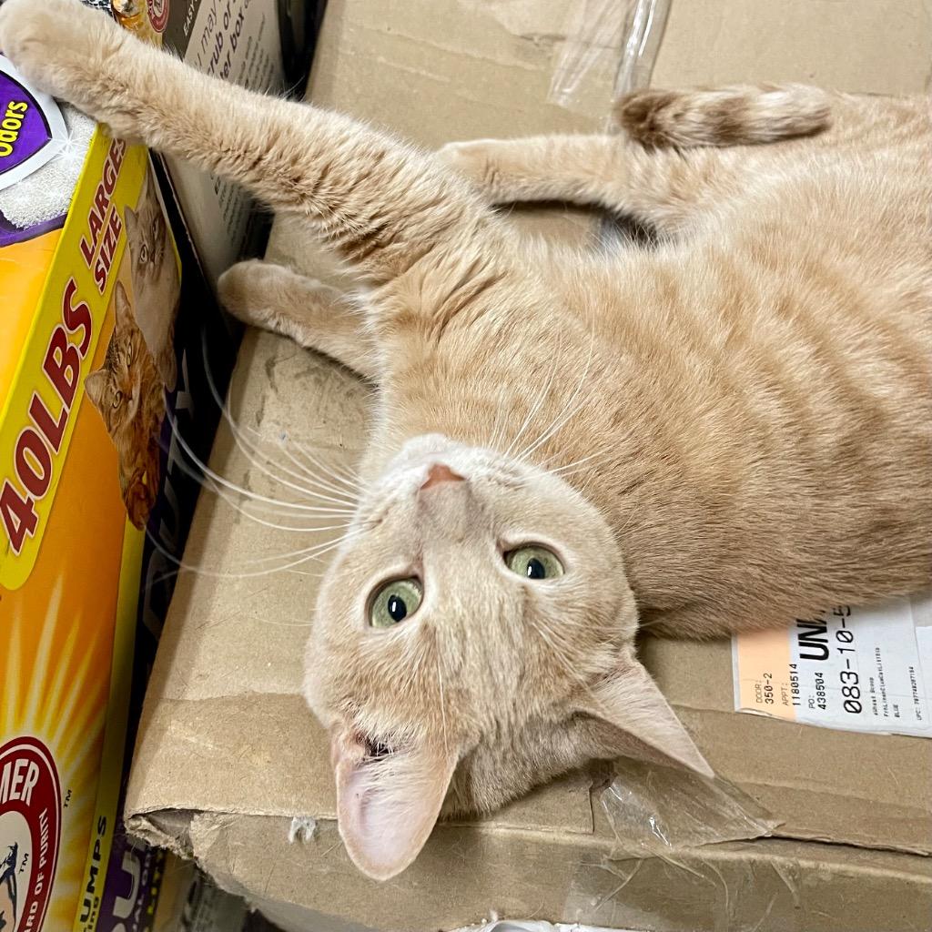 Enlarge NALA, a Adoptable mixed breed in Battle Creek, MI image 2/4