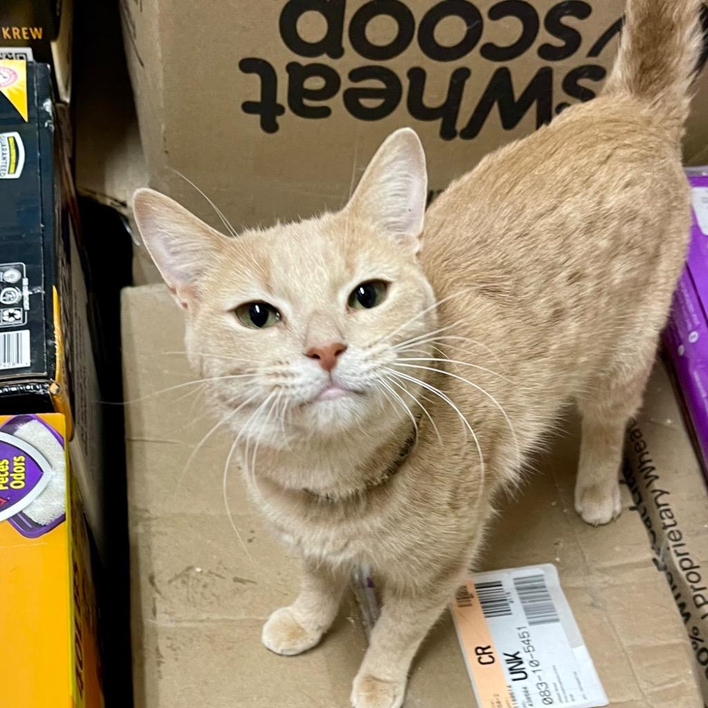 Enlarge NALA, a Adoptable mixed breed in Battle Creek, MI image 4/4