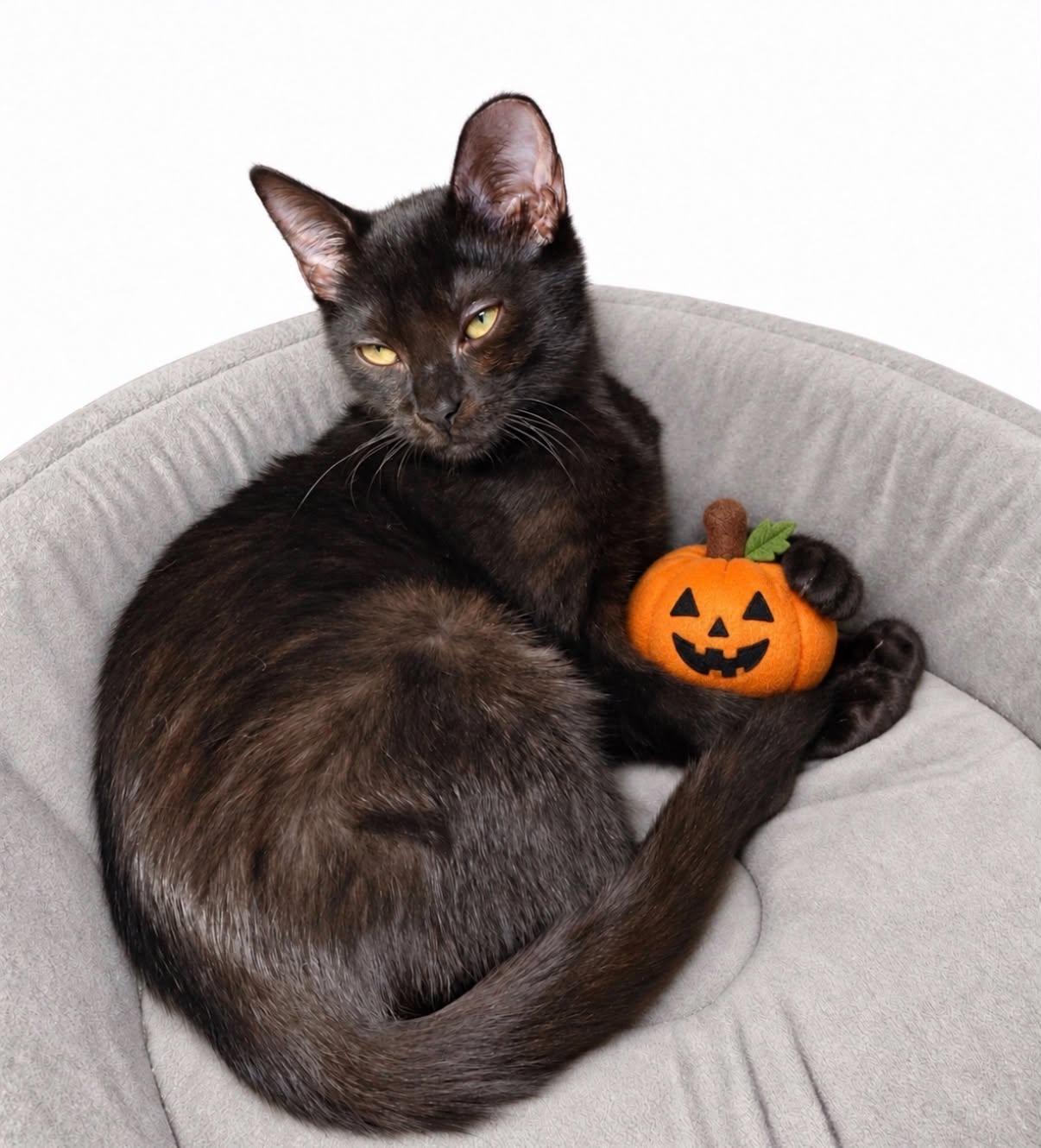 Dulce, Adoptable, Young Male Domestic Short Hair.