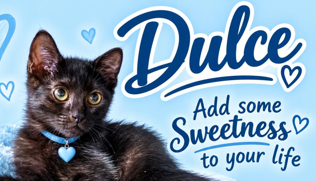 Enlarge Dulce, a Adoptable Domestic Short Hair in Bethpage, NY image 2/4