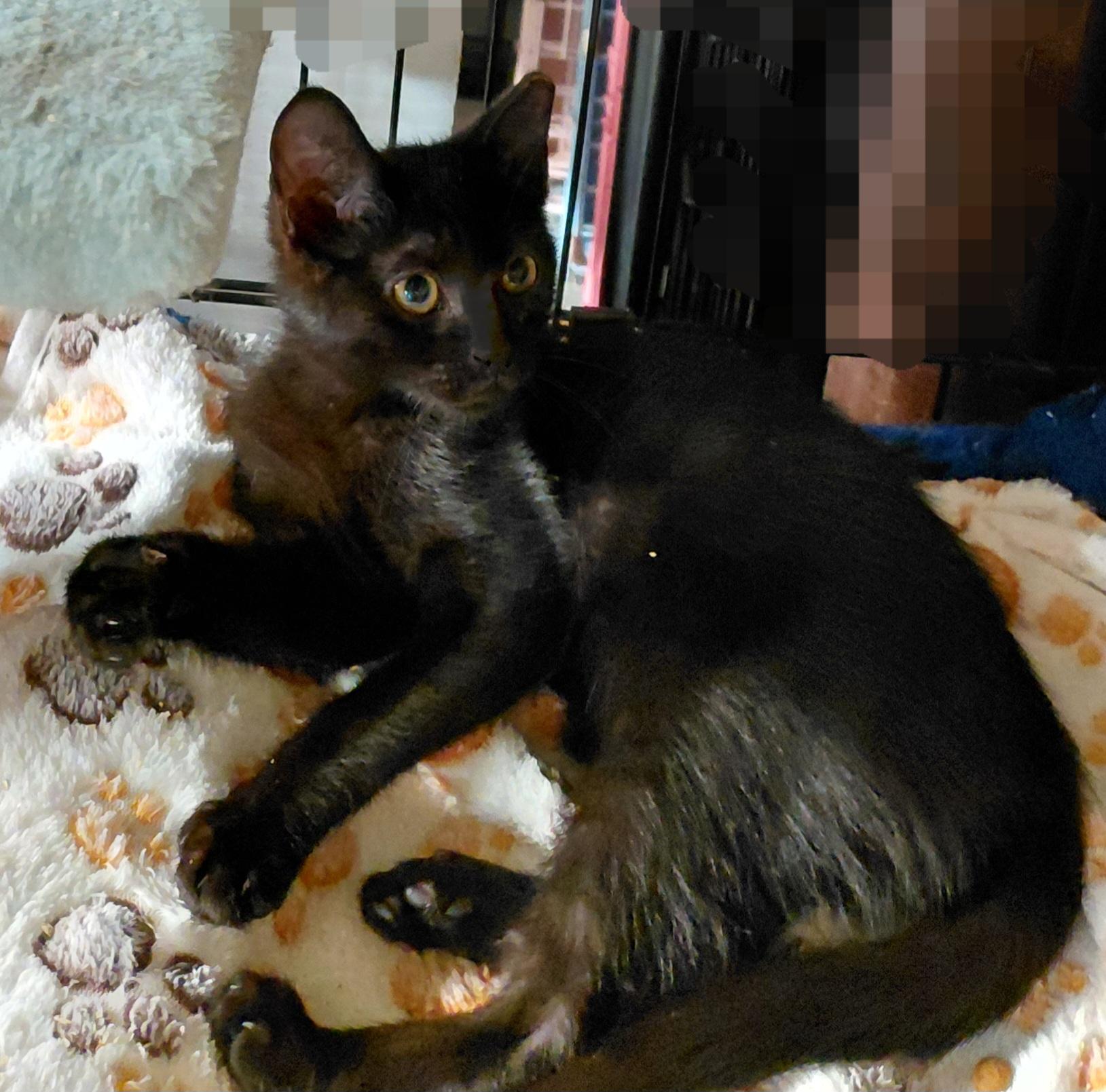 Enlarge Dulce, a Adoptable Domestic Short Hair in Bethpage, NY image 3/4