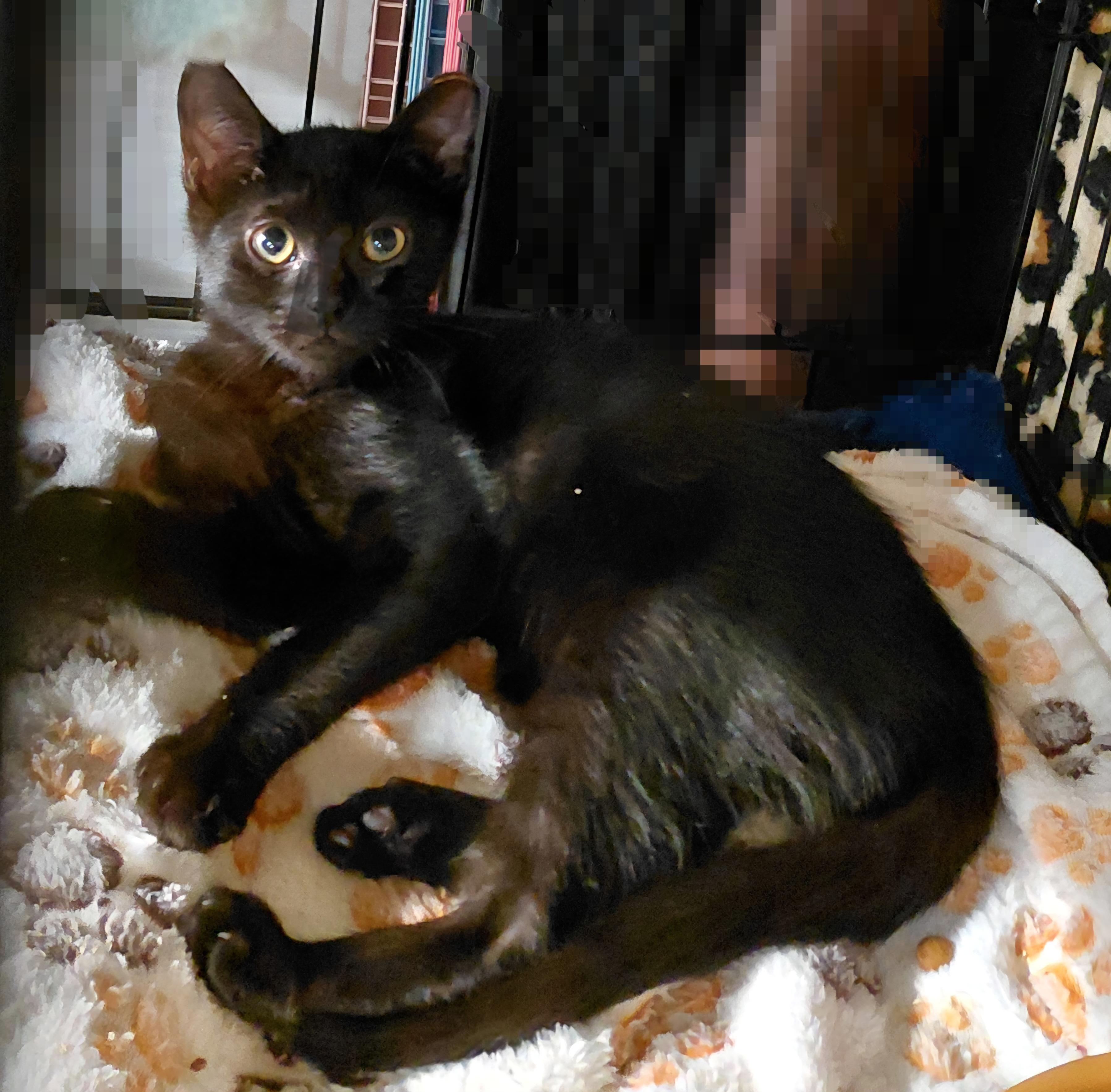 Enlarge Dulce, a Adoptable Domestic Short Hair in Bethpage, NY image 4/4