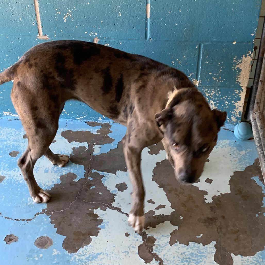 Basil, Adoptable, Adult Female Catahoula Leopard Dog.