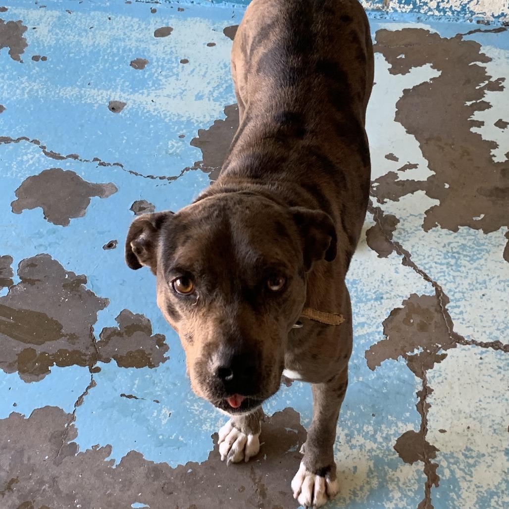 Enlarge Basil, a Adoptable Catahoula Leopard Dog in Hearne, TX image 2/2