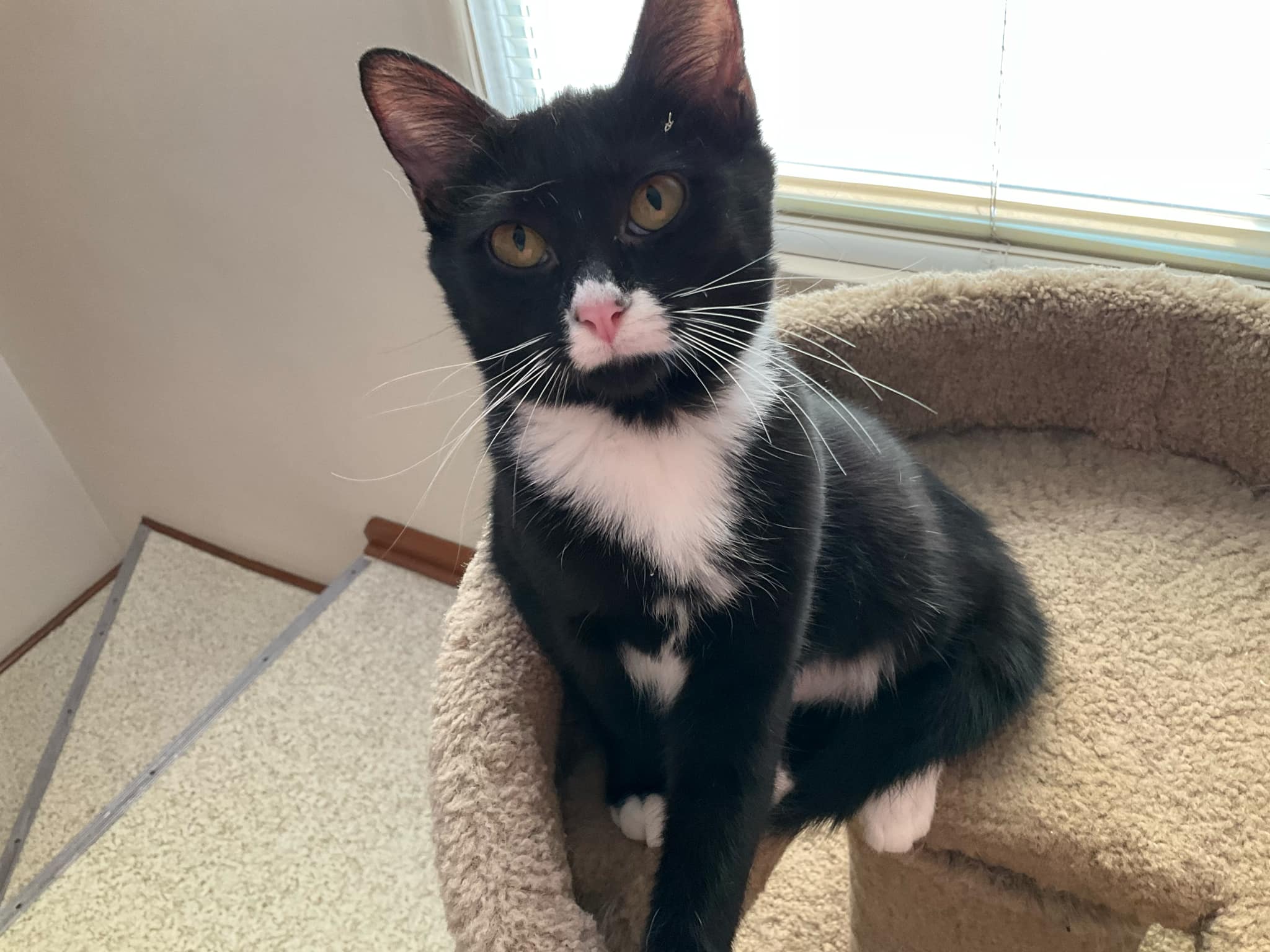 Enlarge Cricket, a Adoptable Domestic Short Hair in Garden City, MI image 2/5