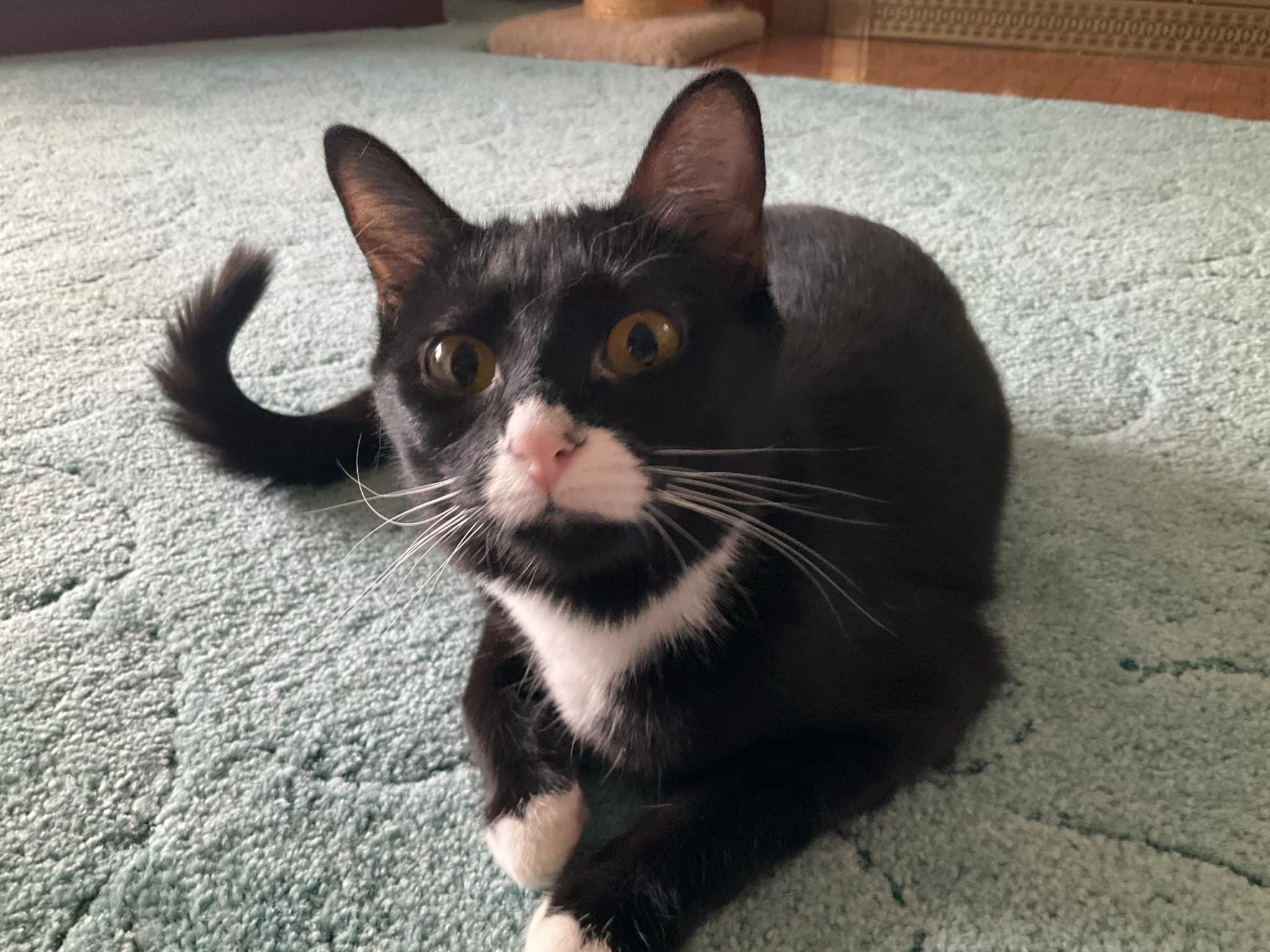 Enlarge Cricket, a Adoptable Domestic Short Hair in Garden City, MI image 5/5