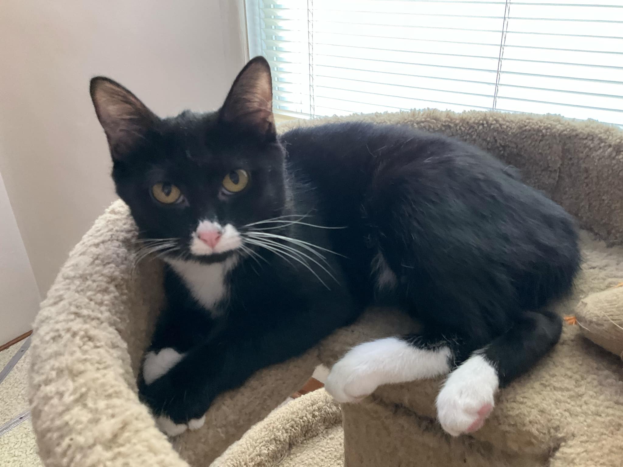 Cricket, Adoptable, Young Female Domestic Short Hair.