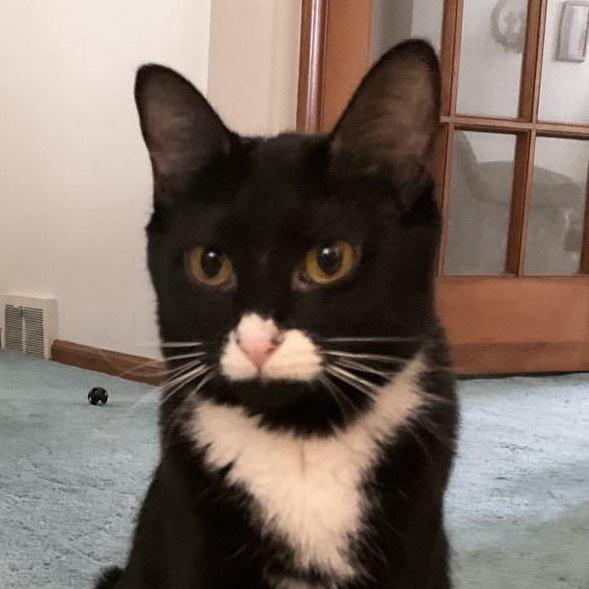 Enlarge Cricket, a Adoptable Domestic Short Hair in Garden City, MI image 1/5