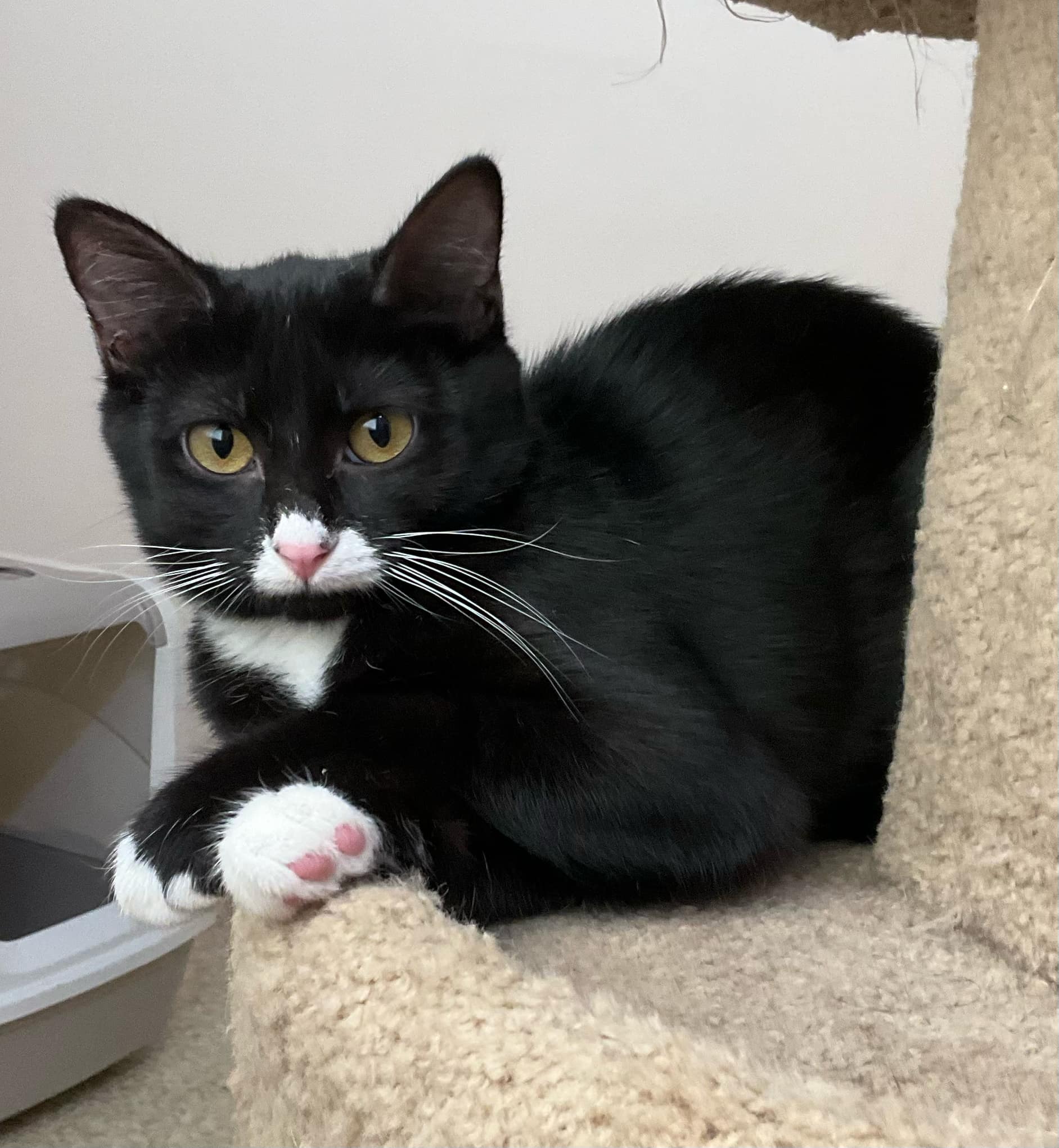 Enlarge Cricket, a Adoptable Domestic Short Hair in Garden City, MI image 4/5