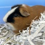 Enlarge Robin, a ADOPTABLE Guinea Pig in Lansing, MI image 1/1