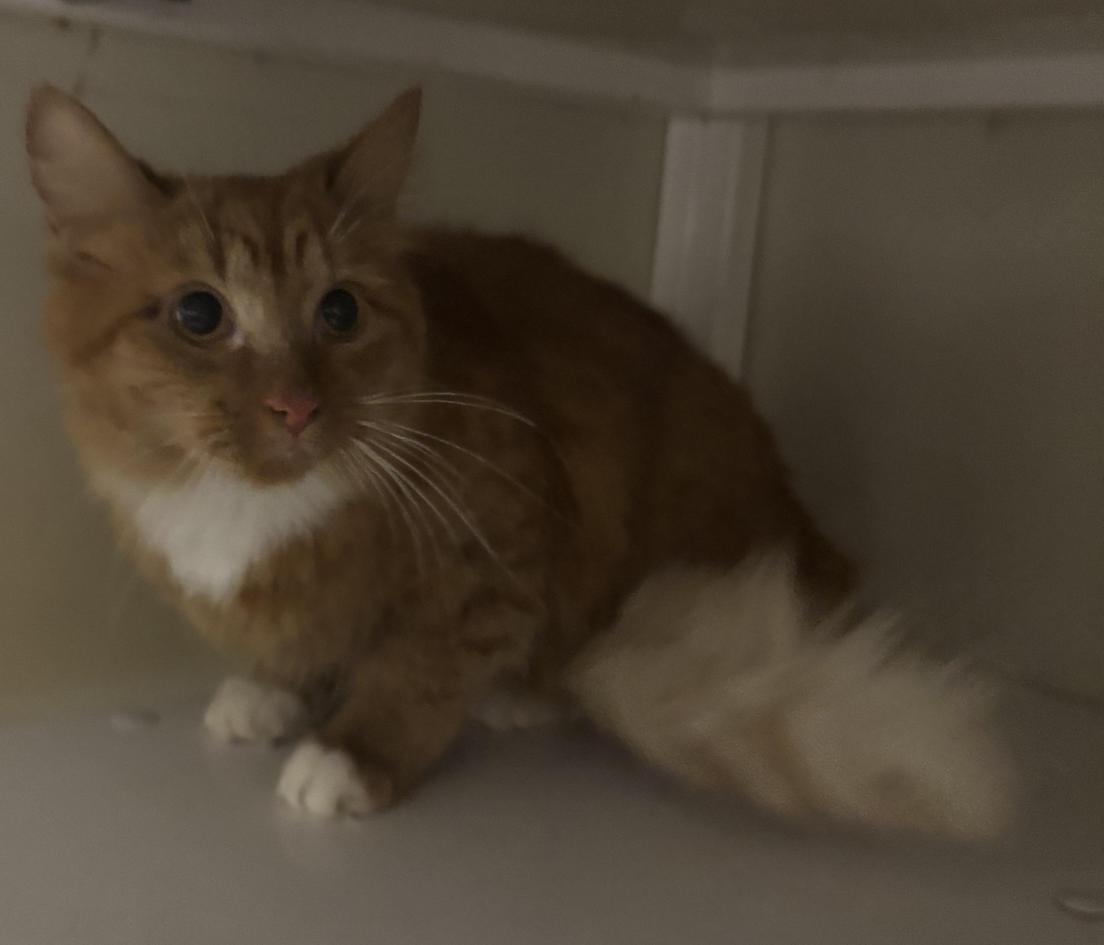 Enlarge Goldie, a Adoptable Domestic Long Hair in White Cloud, MI image 1/1