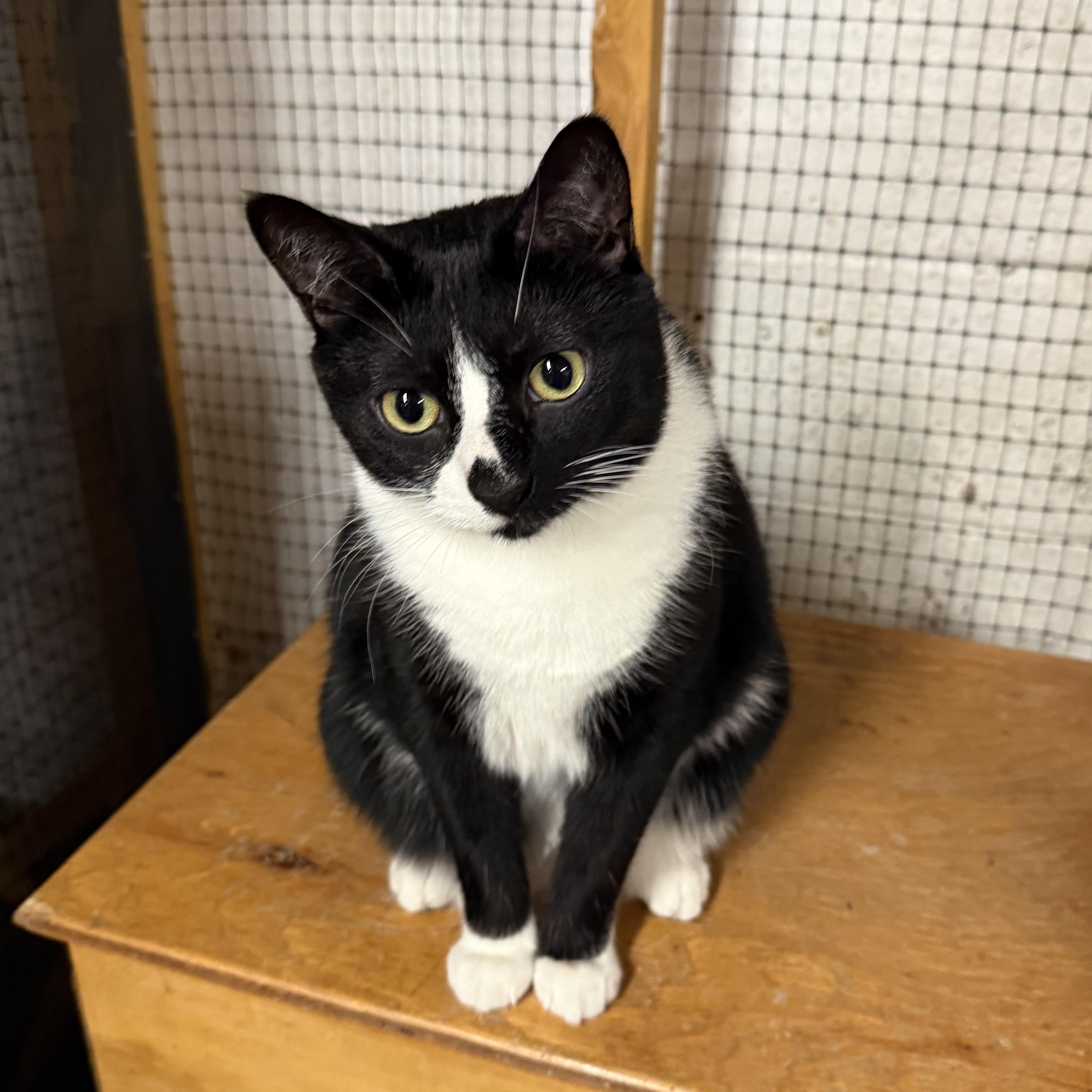 Enlarge Sandy, a Adoptable Tuxedo in East Amherst, NY image 2/5