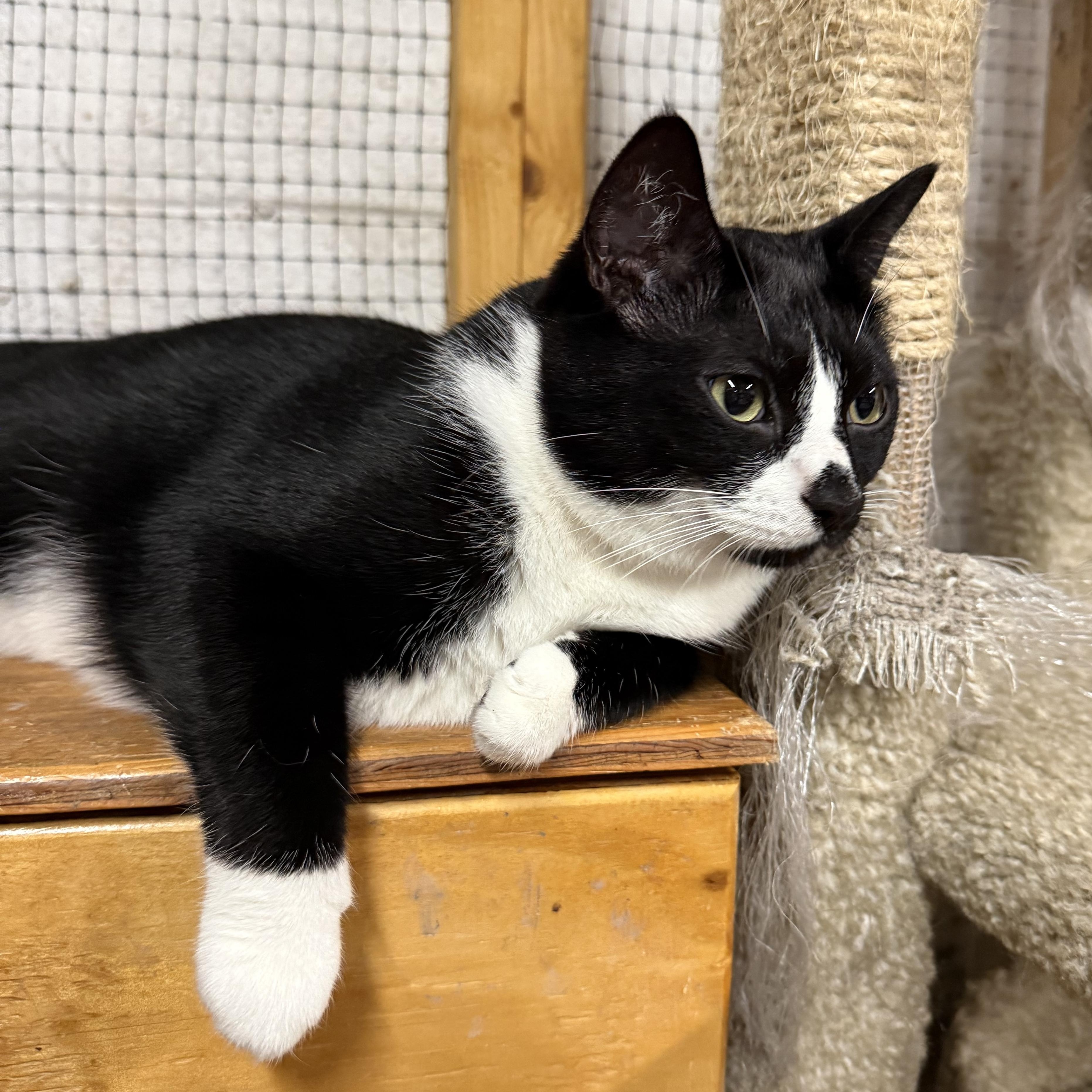 Enlarge Sandy, a Adoptable Tuxedo in East Amherst, NY image 4/5