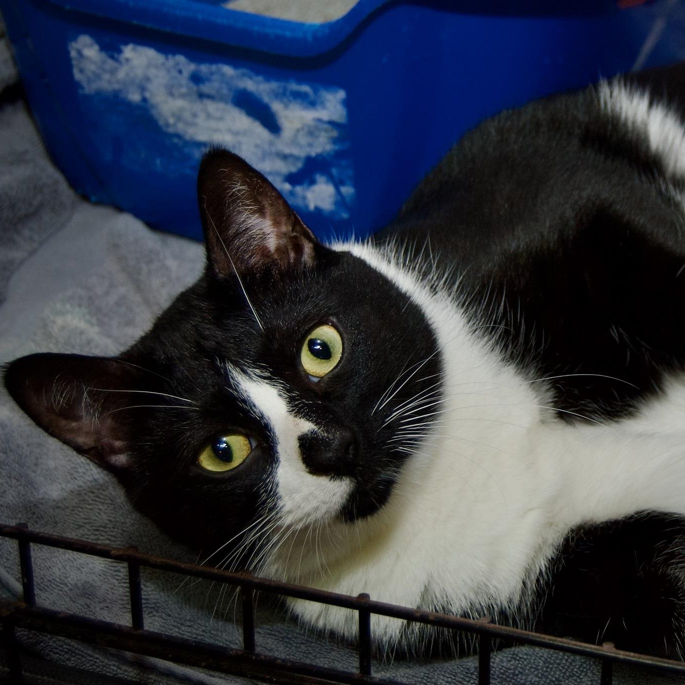 Enlarge Sandy, a Adoptable Tuxedo in East Amherst, NY image 5/5