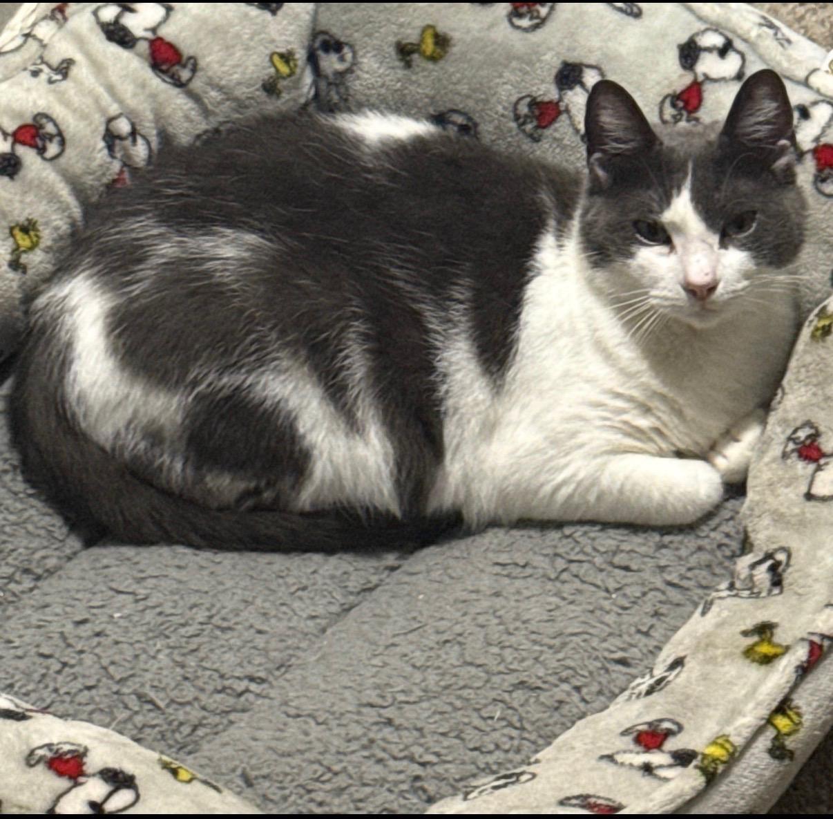 Enlarge Ham, an adopted mixed breed in Eureka, CA image 4/4