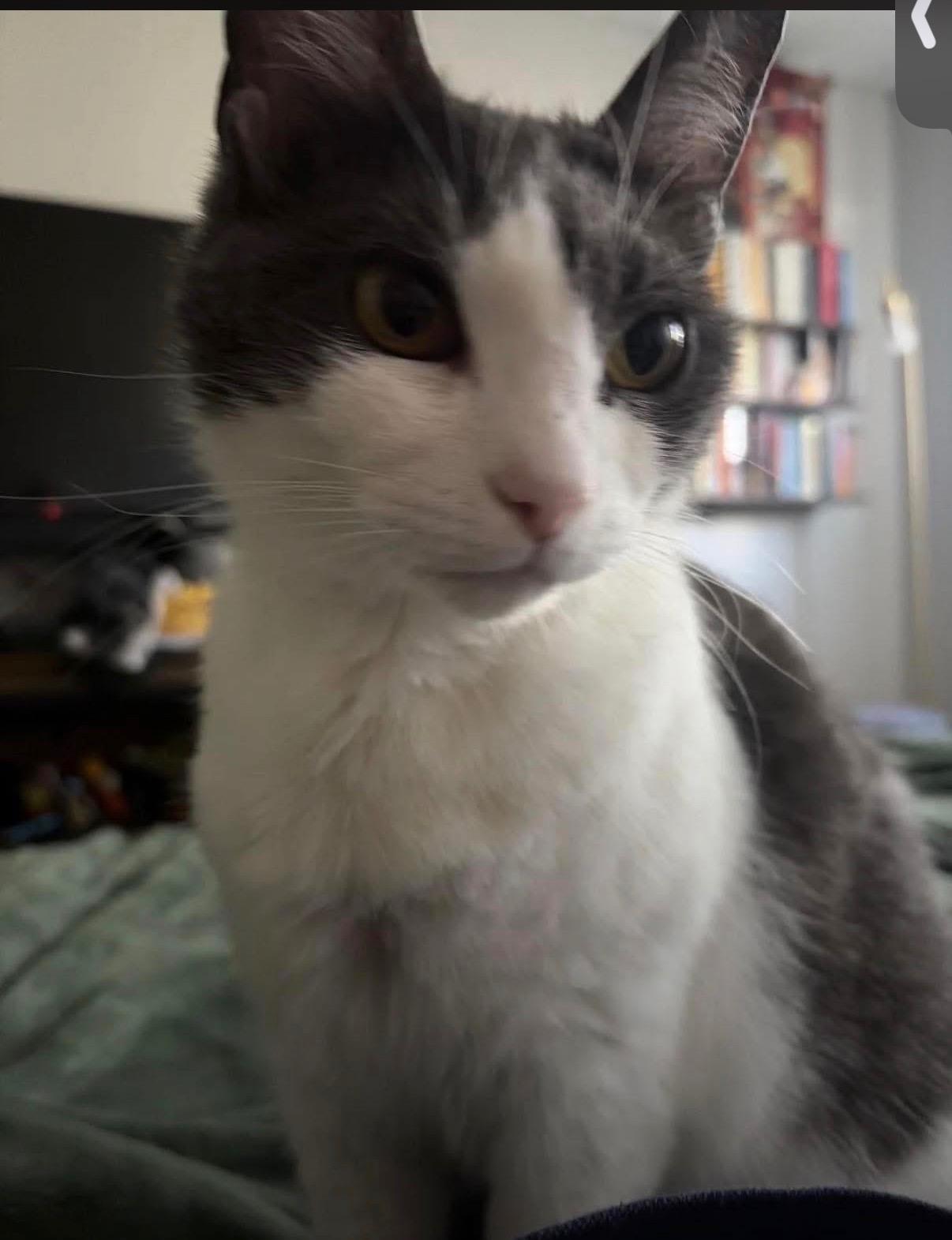 Ham, adopted, Adult Female Domestic Short Hair.