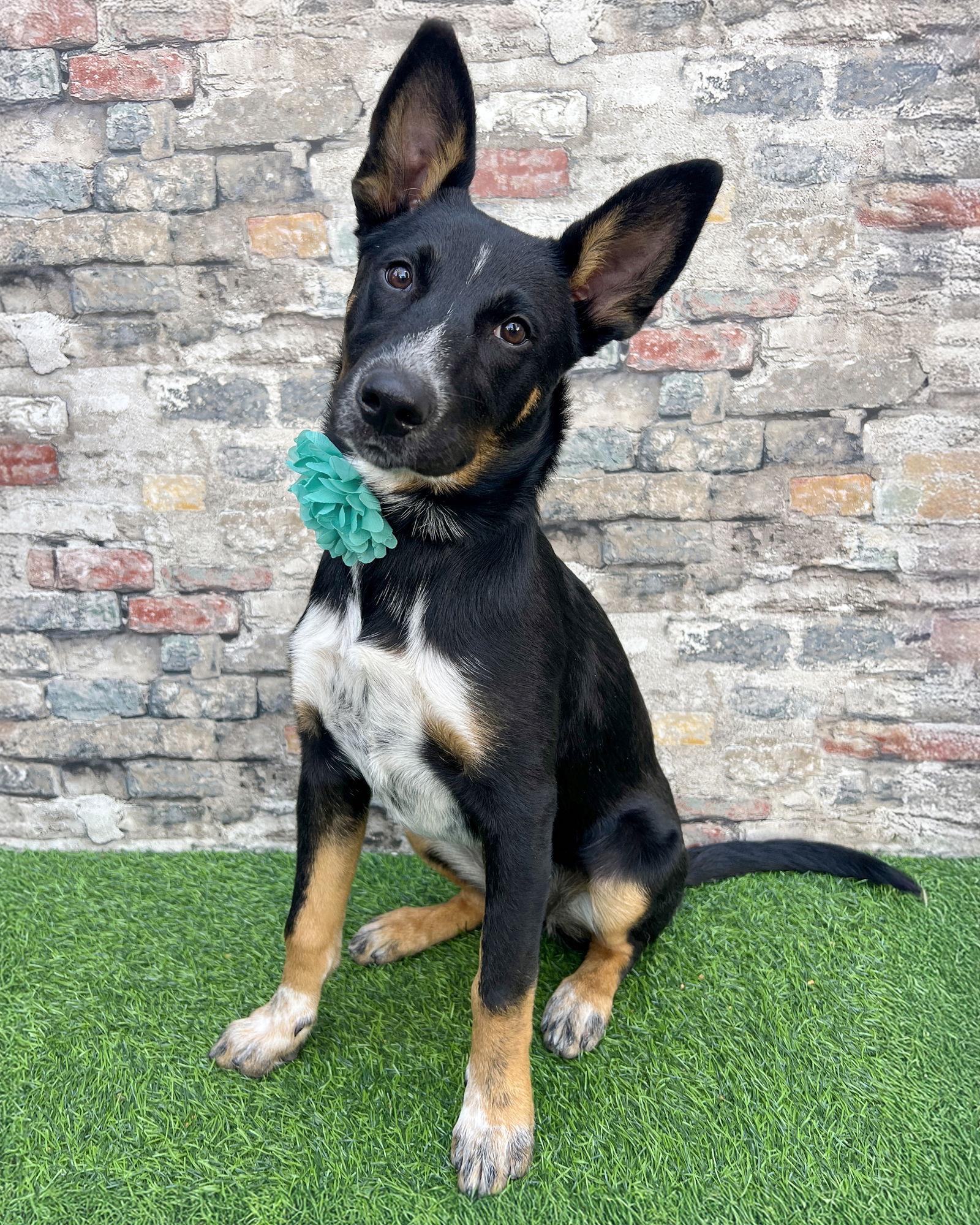 Enlarge Banjo, a Adoptable mixed breed in Corona, CA image 1/3