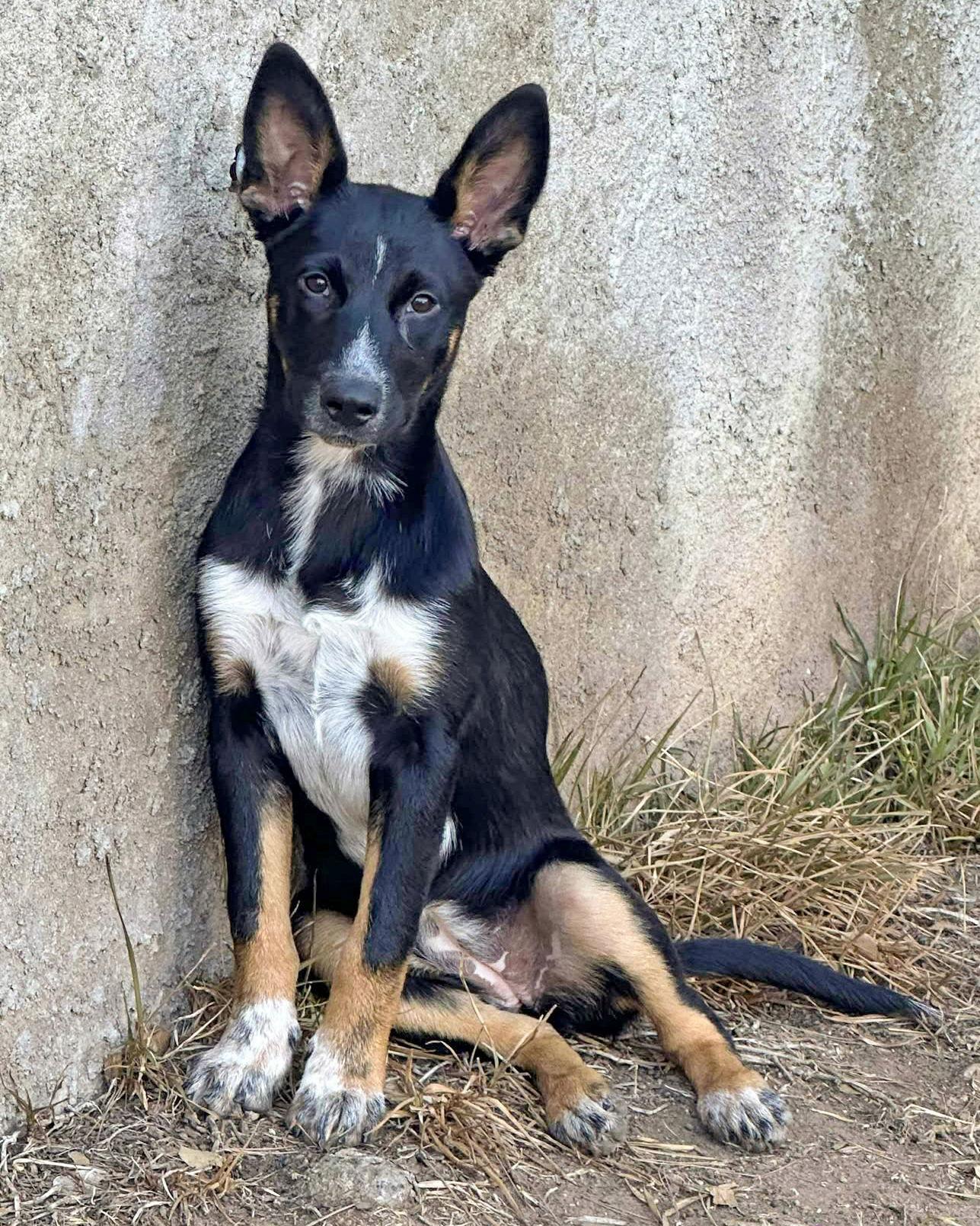 Enlarge Banjo, a Adoptable mixed breed in Corona, CA image 2/3