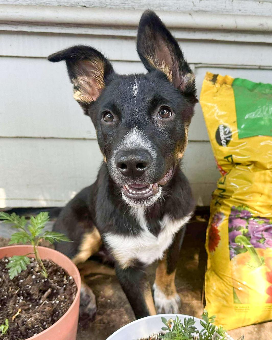 Enlarge Banjo, a Adoptable mixed breed in Corona, CA image 3/3