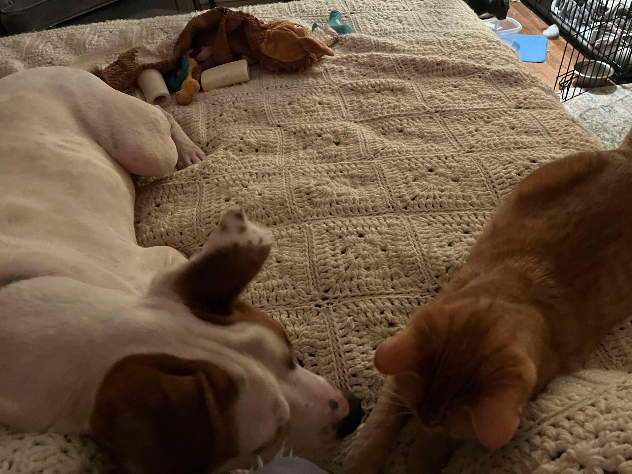 Jace — thumbnail 3