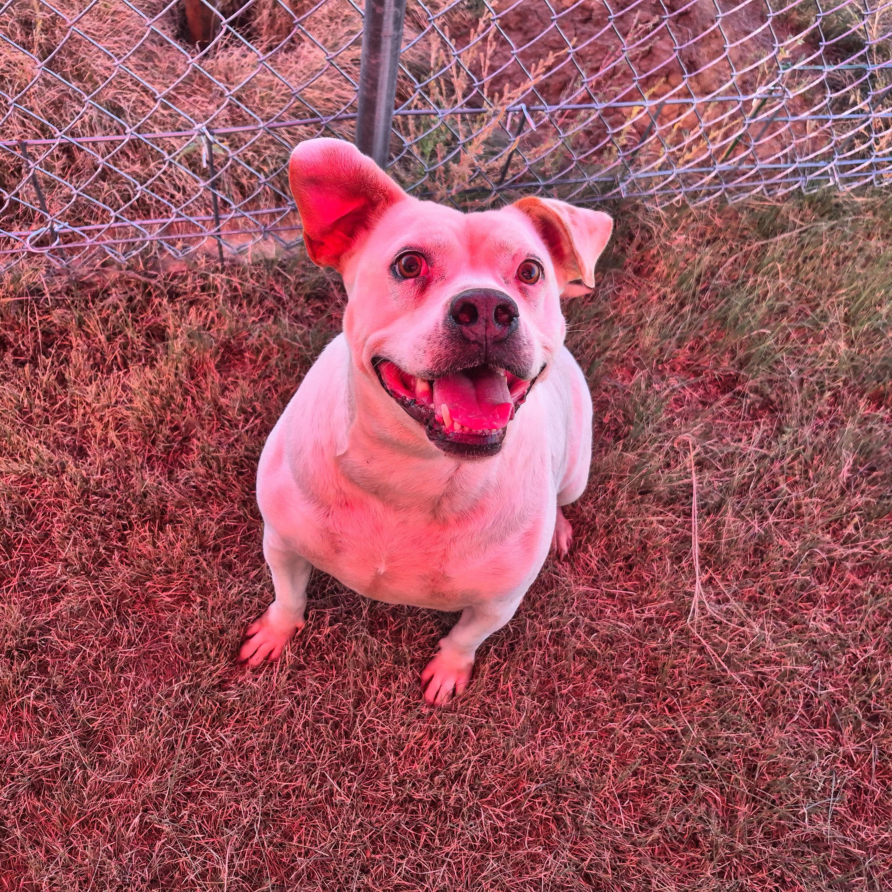 Enlarge Carolina, a Adoptable mixed breed in Canyon, TX image 1/3