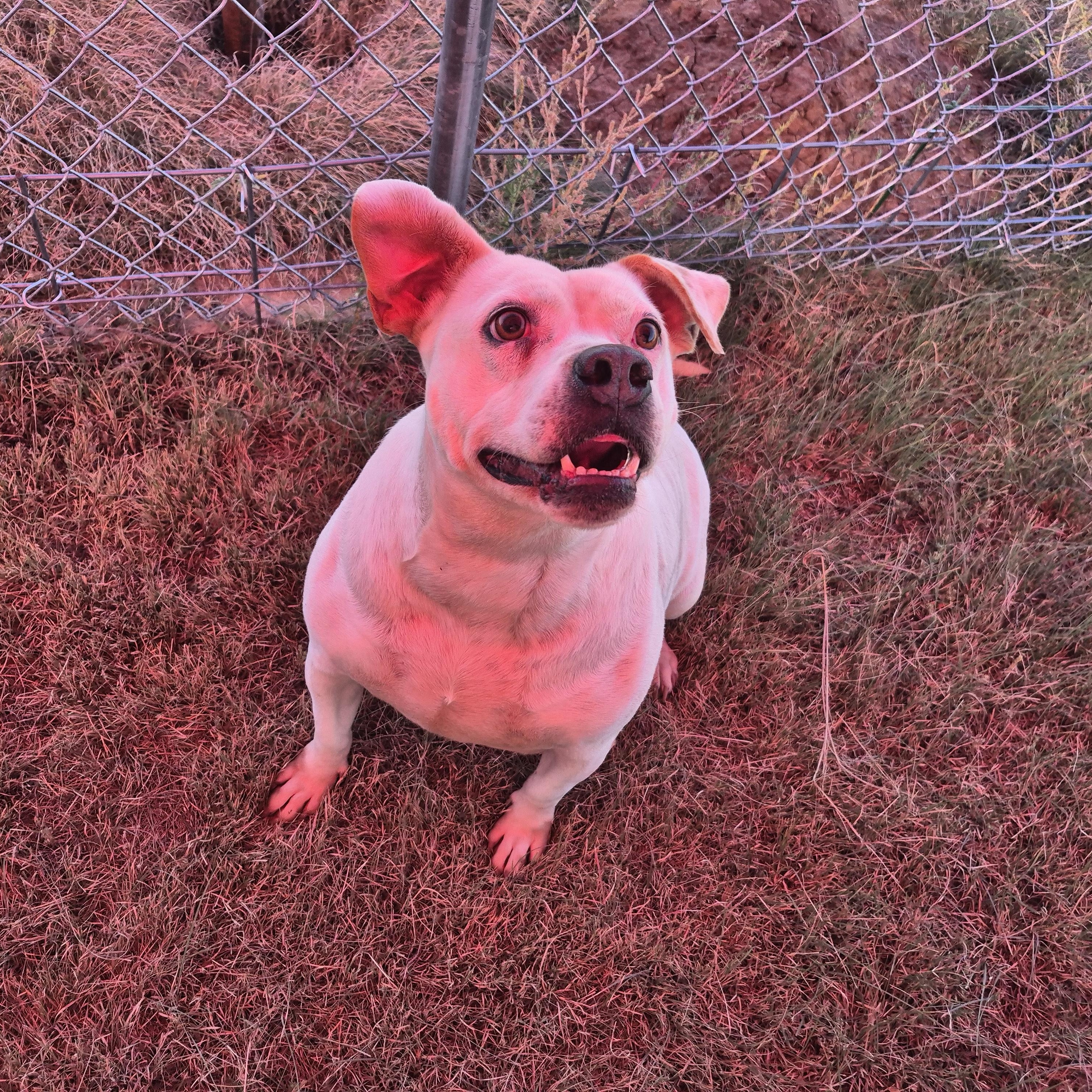 Enlarge Carolina, a Adoptable mixed breed in Canyon, TX image 3/3