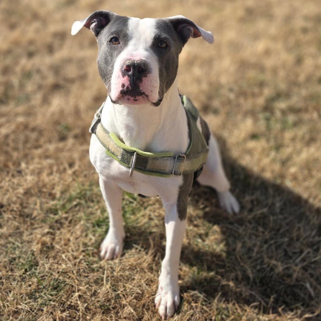 Almond, Adoptable, Adult Male Pit Bull Terrier.