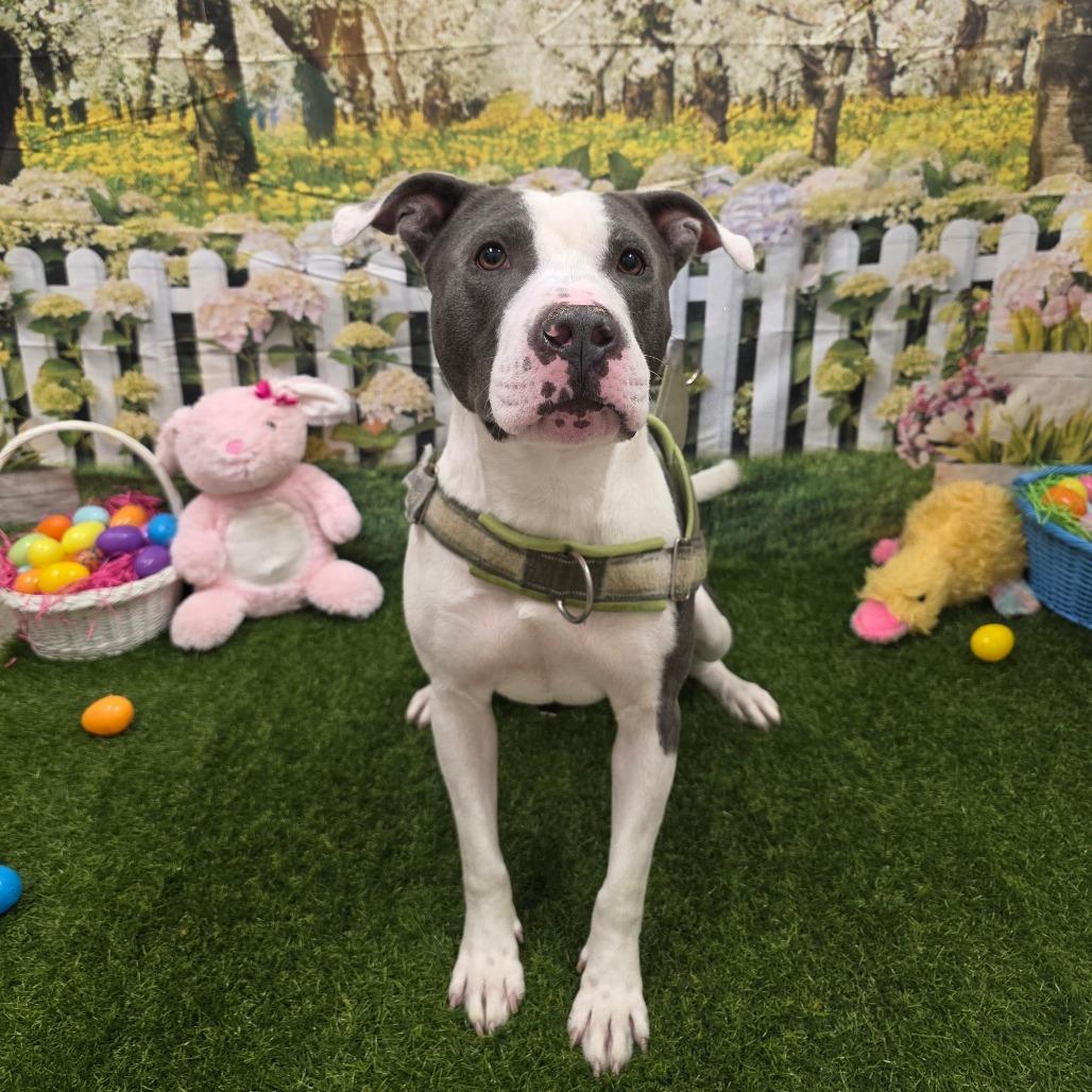 Enlarge Almond, a Adoptable Pit Bull Terrier in Chatham, VA image 1/6