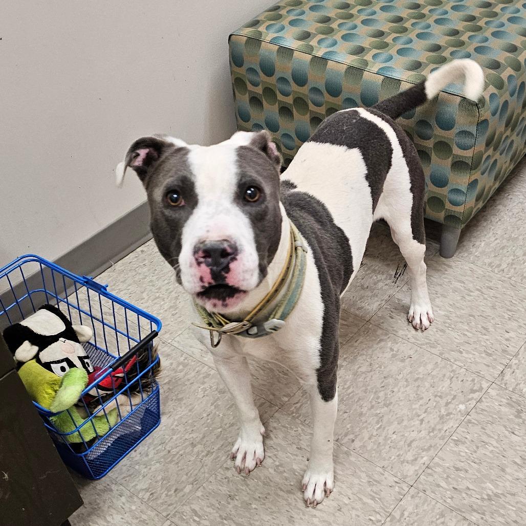 Enlarge Almond, a Adoptable Pit Bull Terrier in Chatham, VA image 1/4