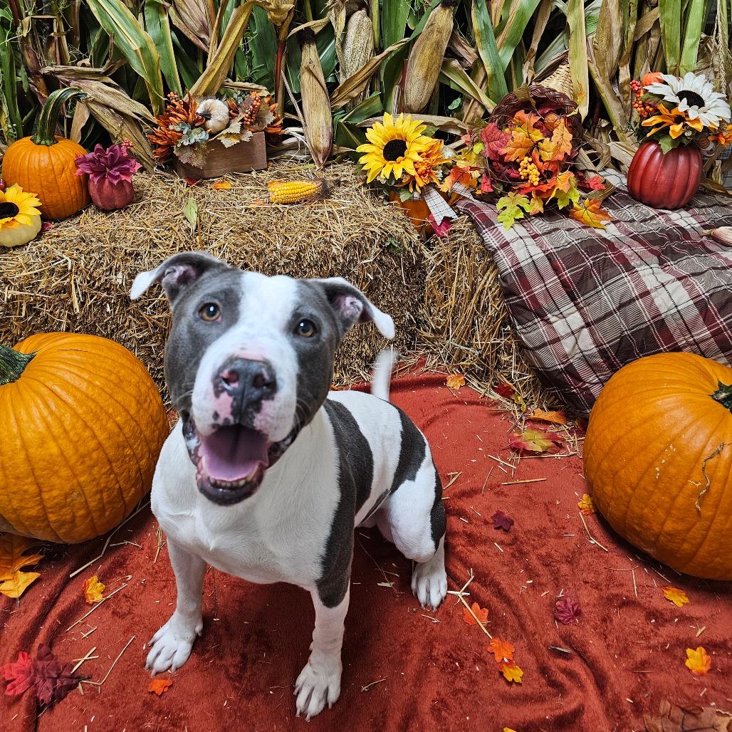 Enlarge Almond, a Adoptable Pit Bull Terrier in Chatham, VA image 2/4