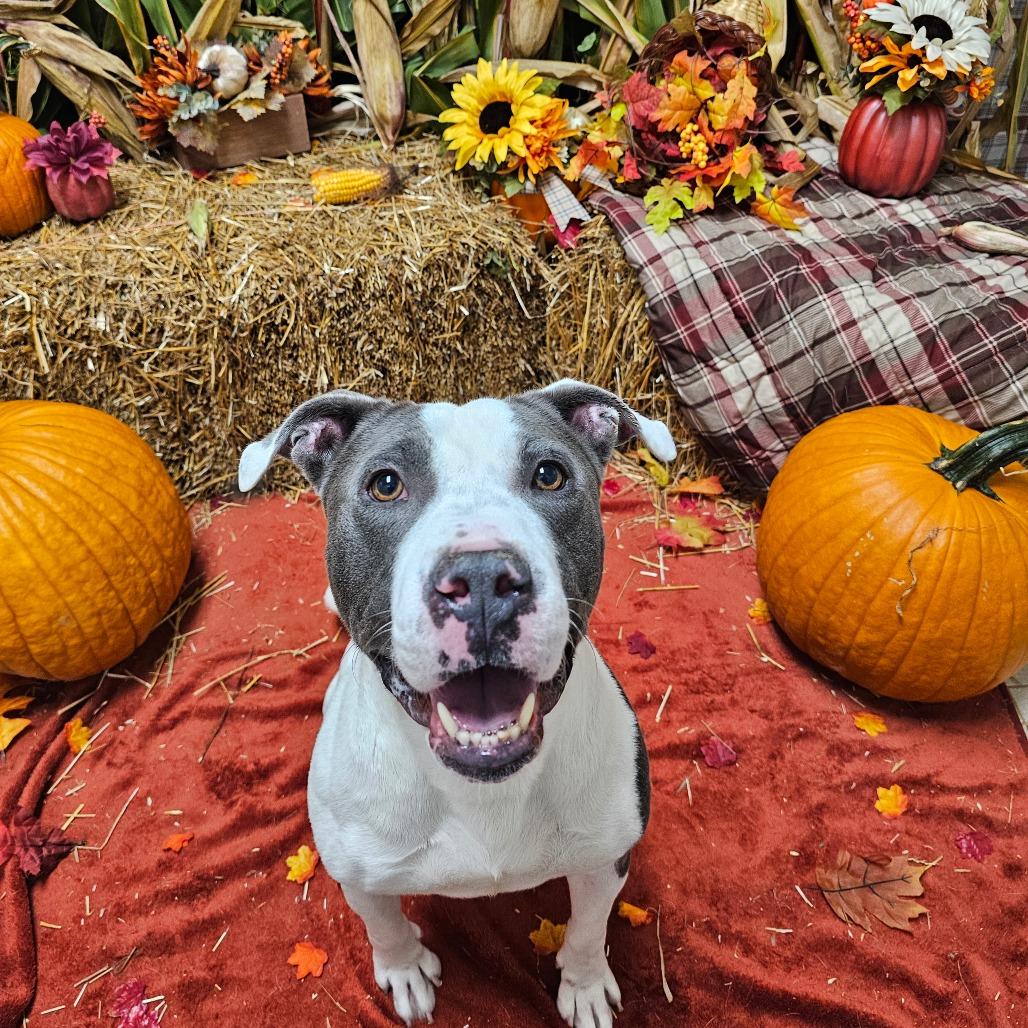 Enlarge Almond, a Adoptable Pit Bull Terrier in Chatham, VA image 3/4