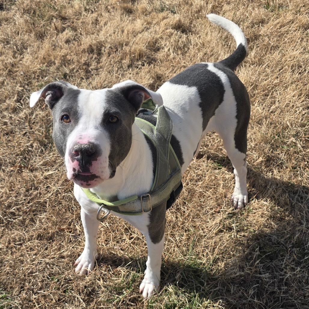 Enlarge Almond, a Adoptable Pit Bull Terrier in Chatham, VA image 6/6