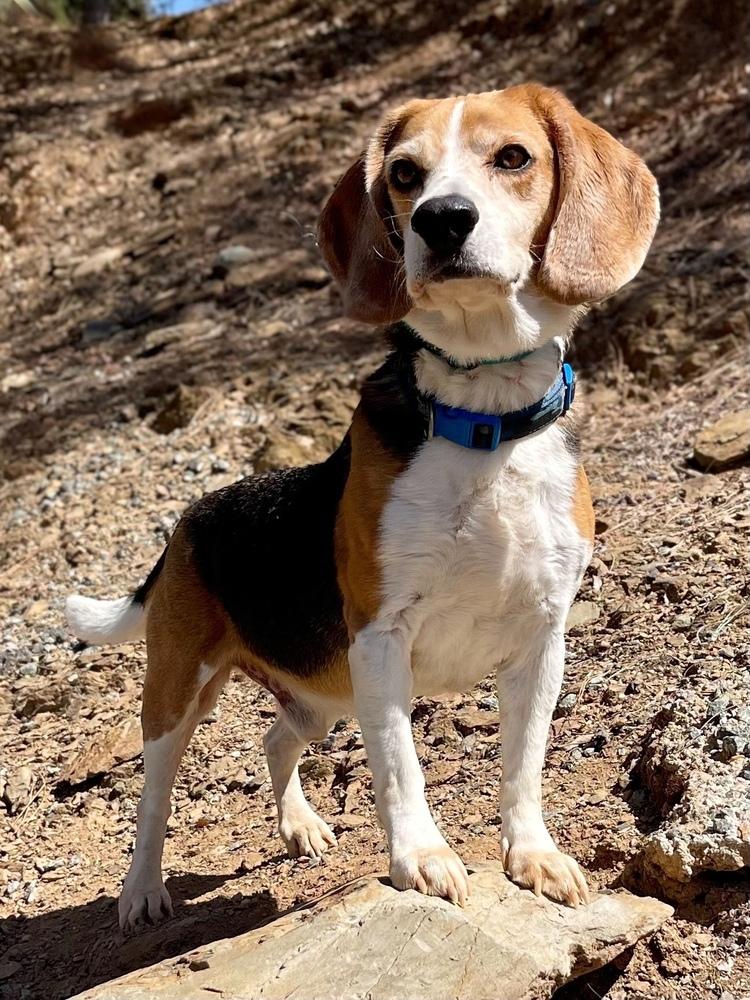 Cooper, Adoptable, Adult Male Beagle.