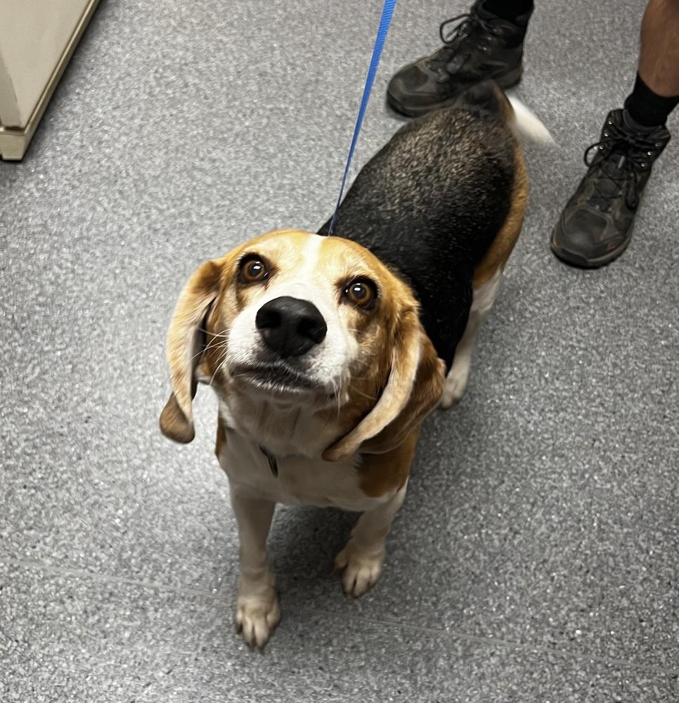 Enlarge Cooper, a Adoptable Beagle in Jamestown, CA image 2/2